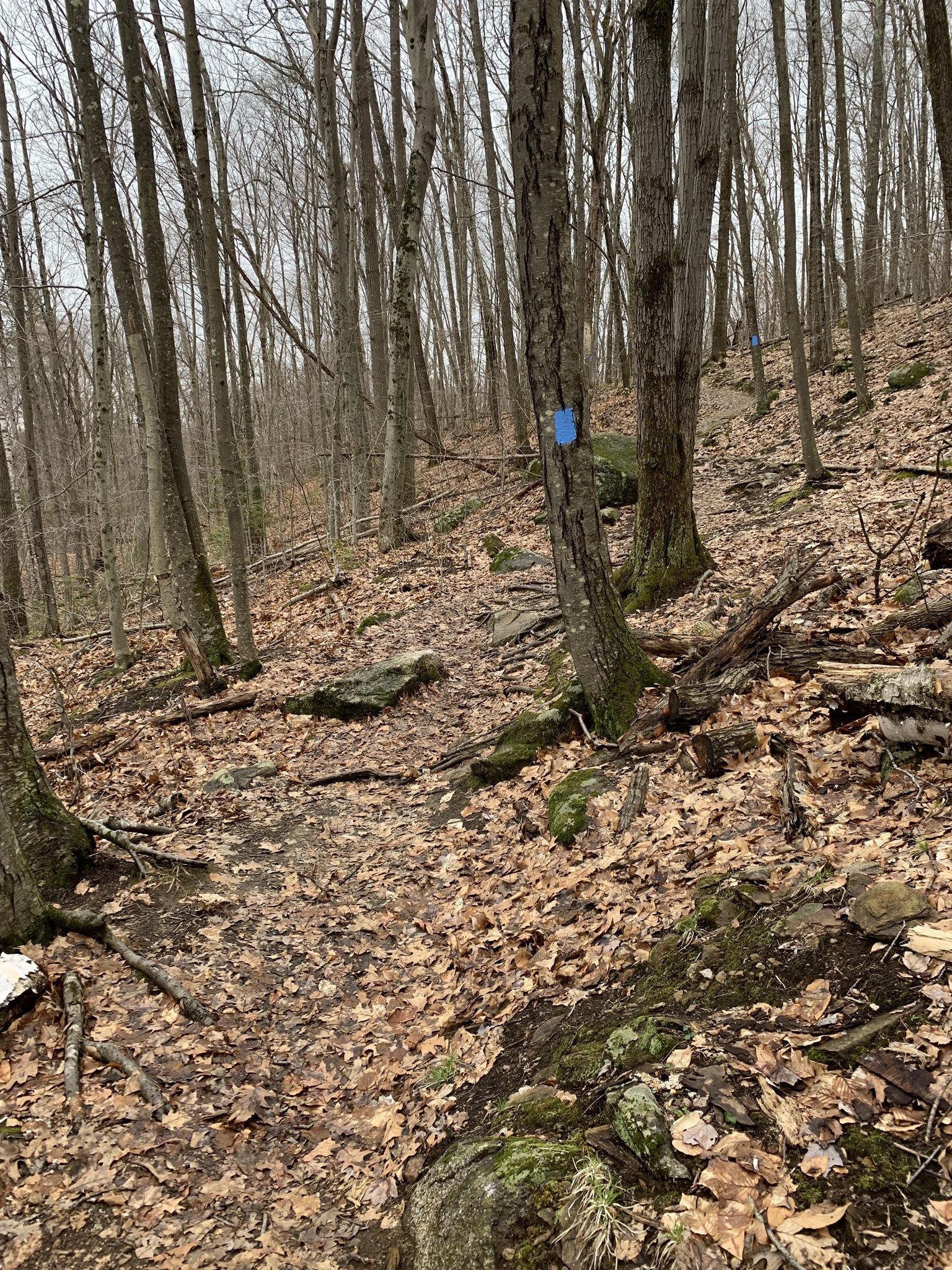 A forest trail covered in brown leaves with bare trees and a blue marker.