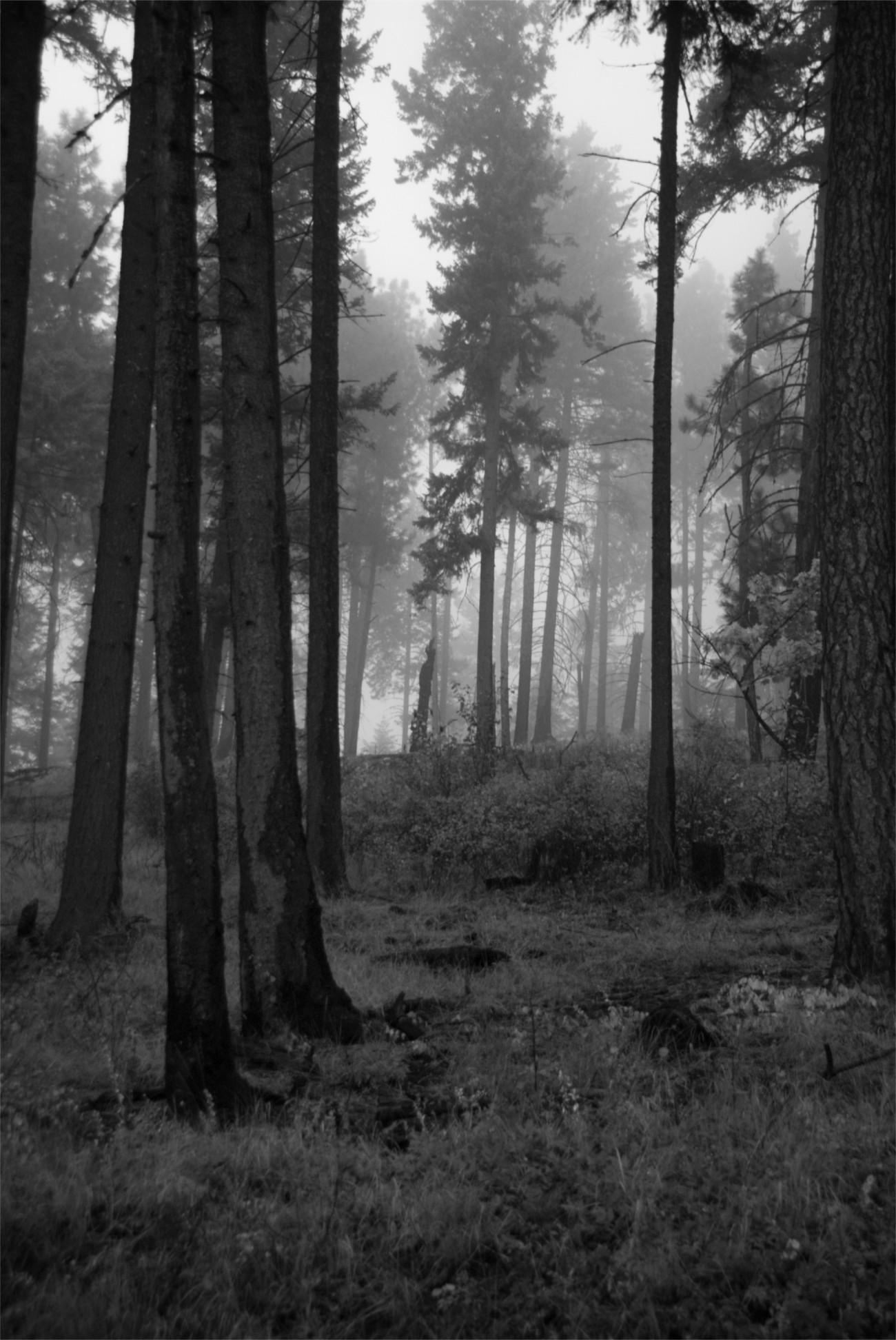 Black and white photo of a dense, foggy forest with tall trees.