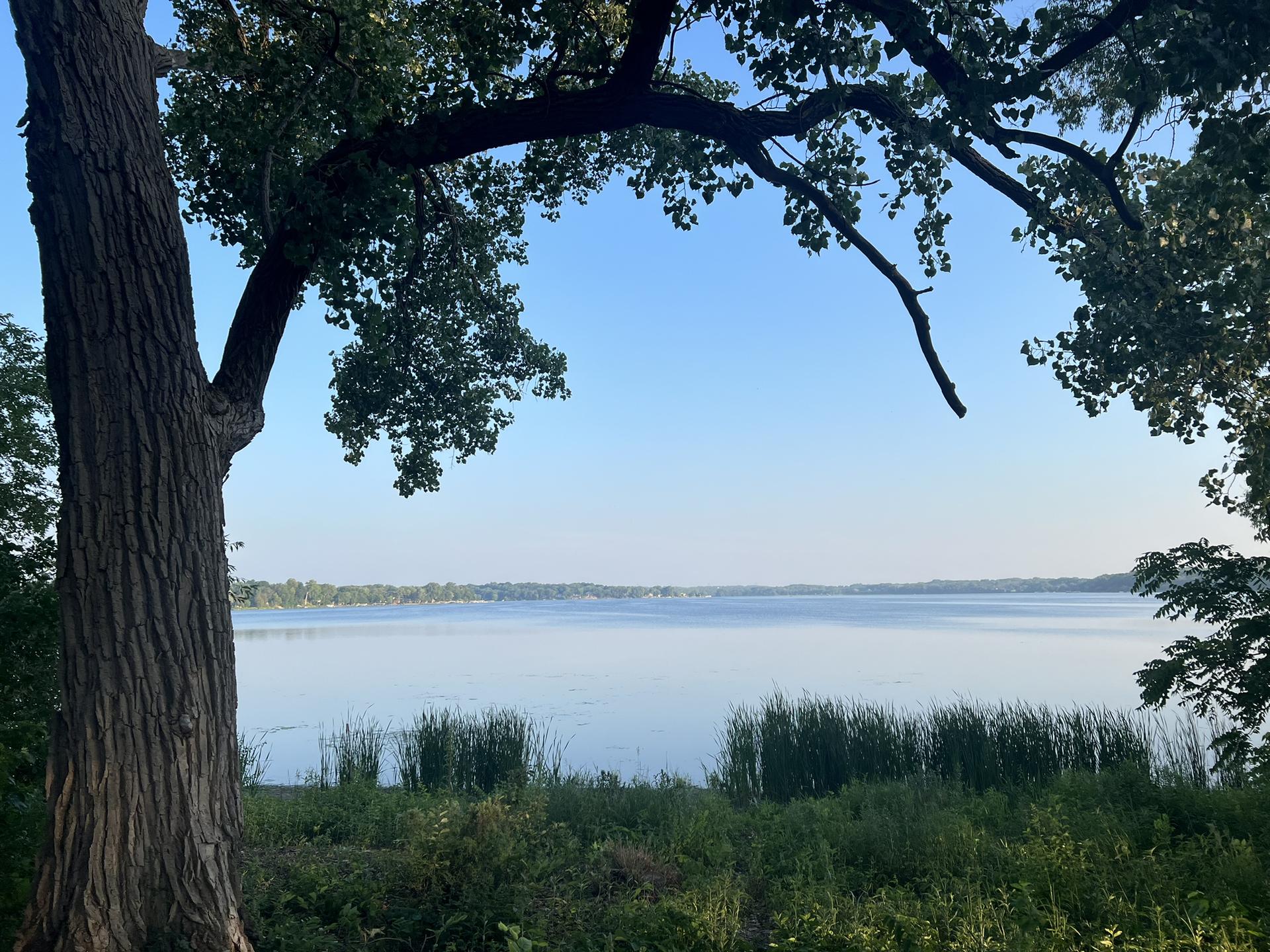 Wide lake view framed by a large tree trunk and branches.