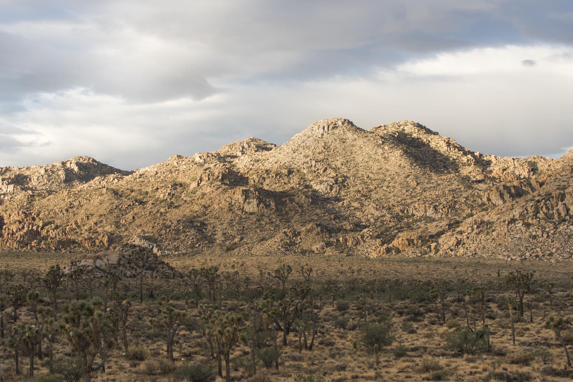 Sunlit rocky mountains rise above a desert landscape with sparse trees.