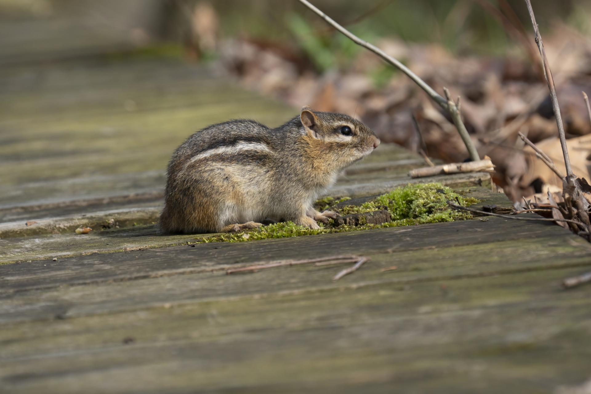 A small chipmunk sits on a mossy wooden surface in bright natural light.
