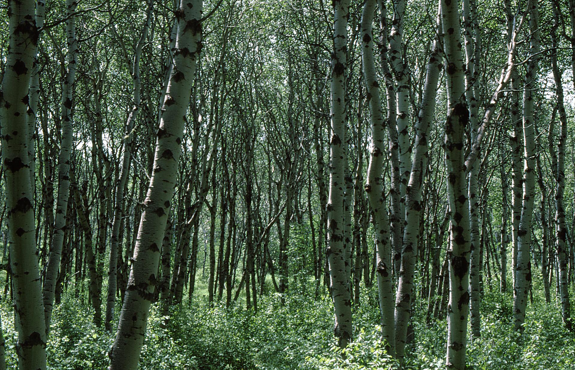 Dense forest of light-barked trees with green foliage and undergrowth in bright light.