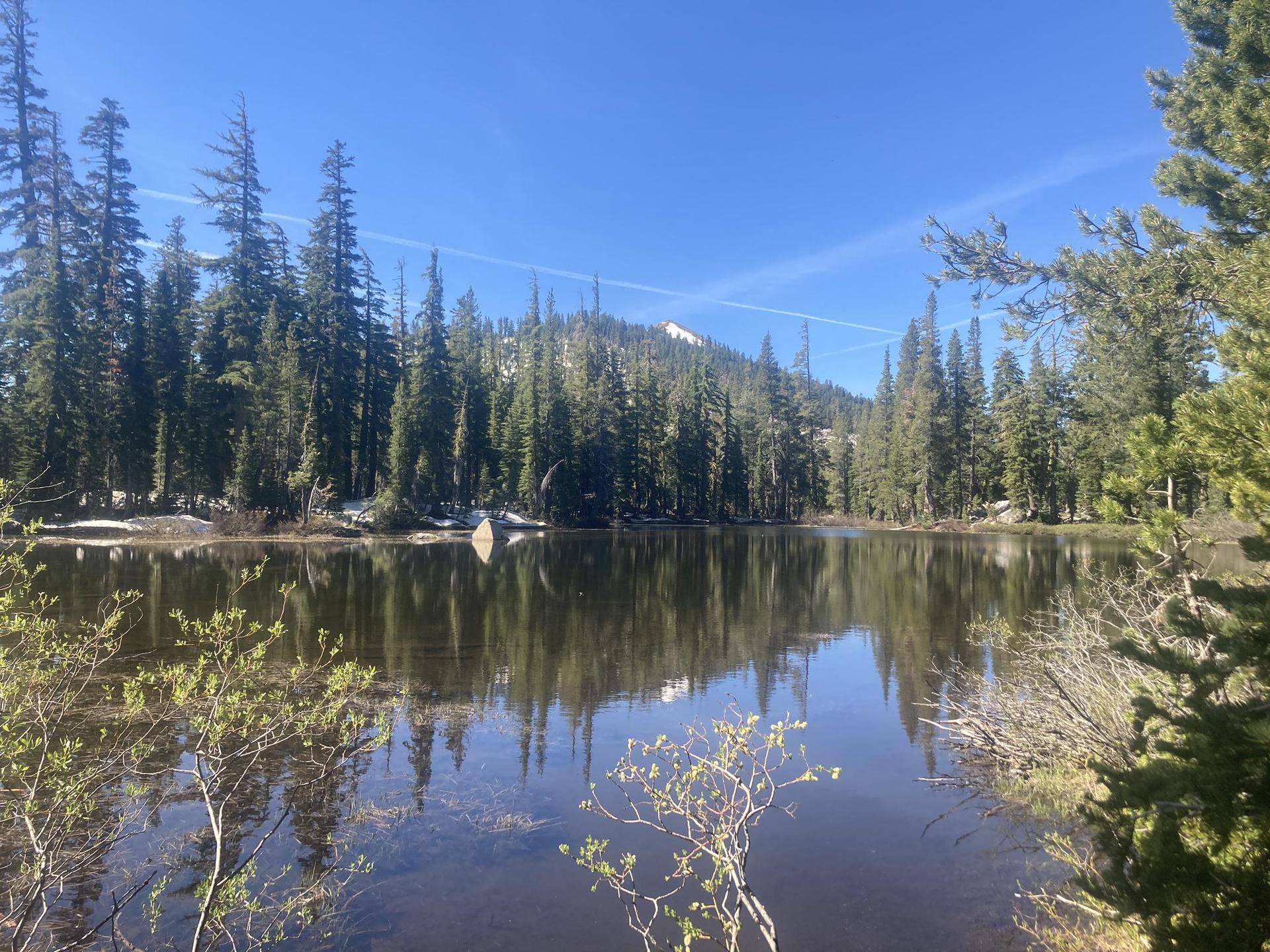 Calm lake reflecting a dense pine forest and clear blue sky.