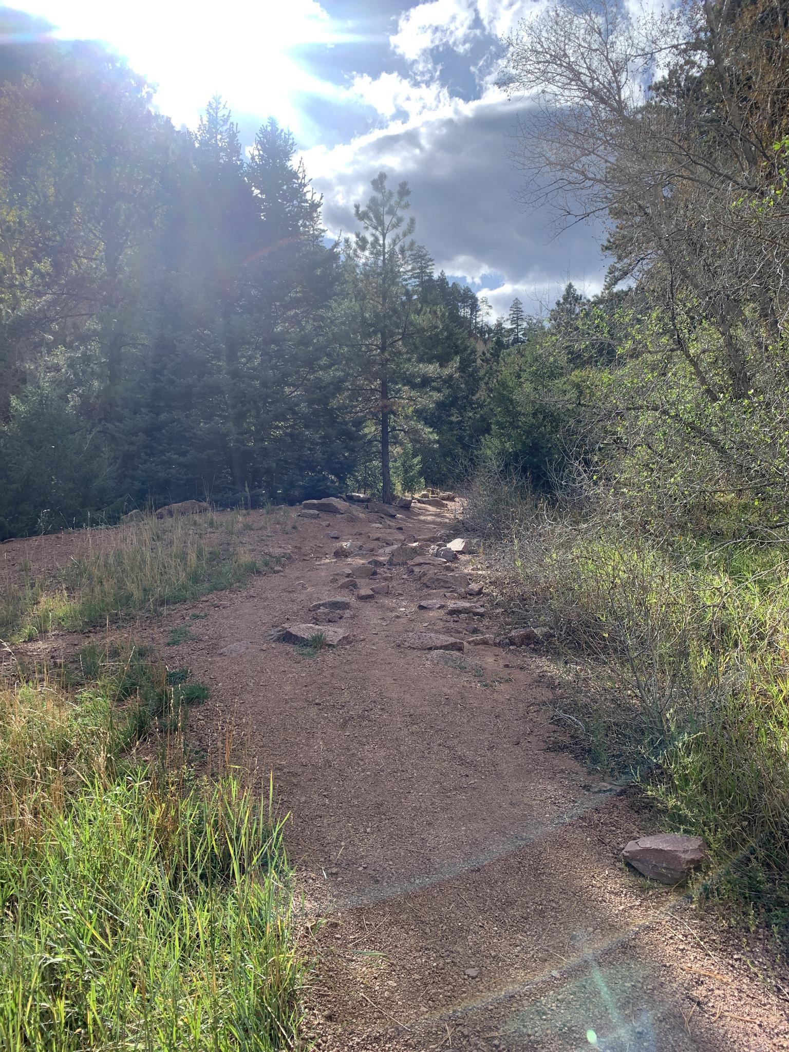 Sunny dirt trail through a wooded area with green grass and bright sky.