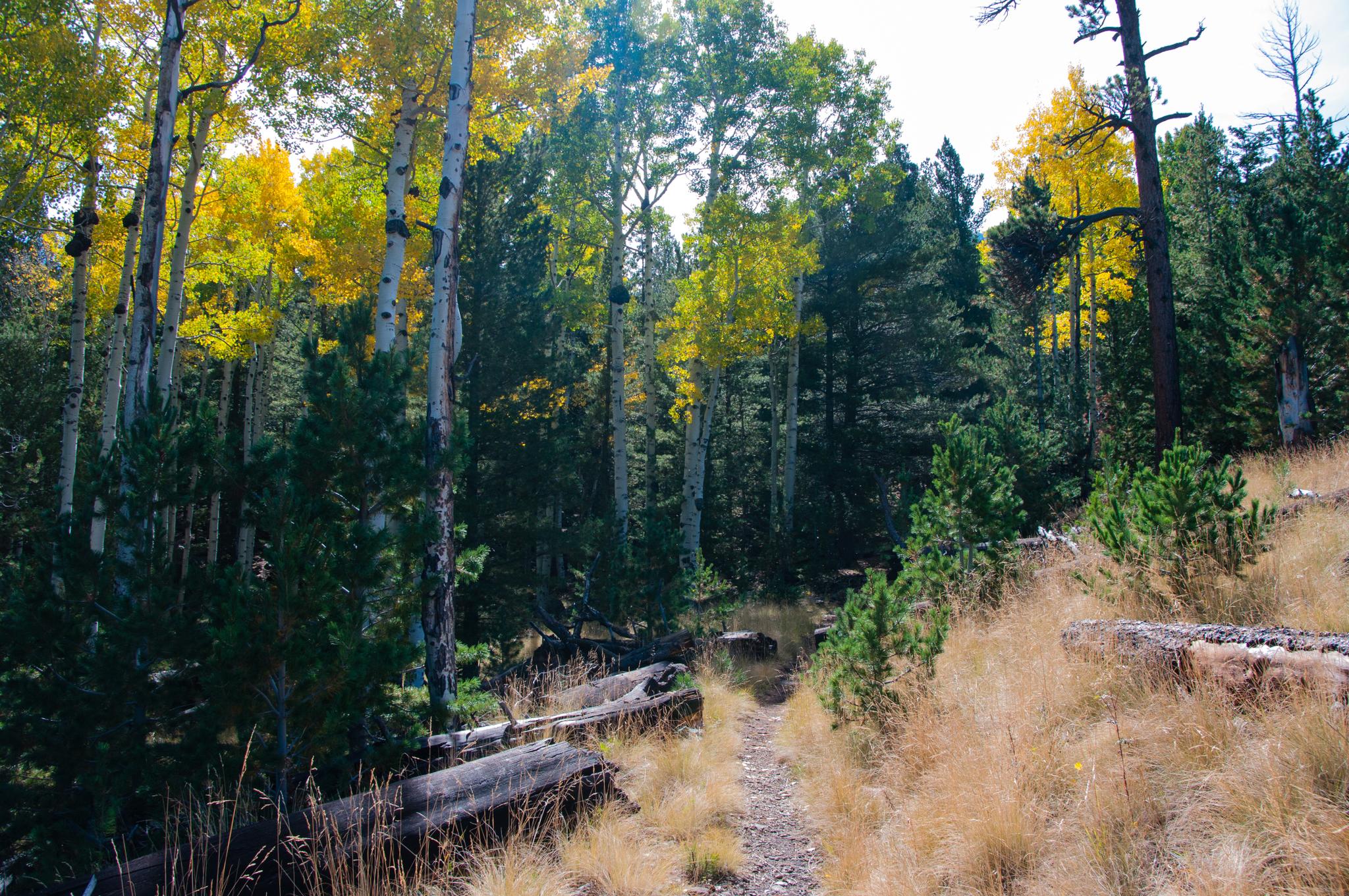 Forest path through green pines and golden aspen trees on a sunny day.