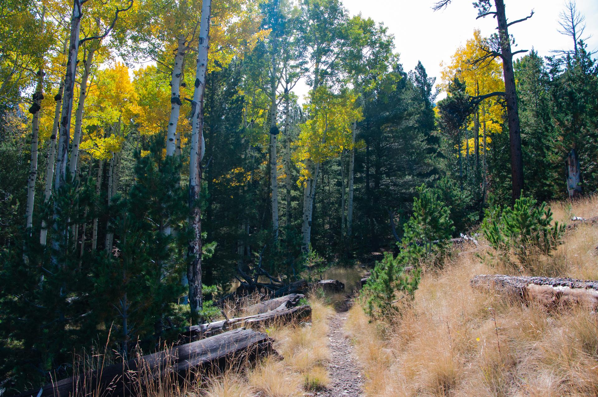 Forest path through green pines and golden aspen trees on a sunny day.