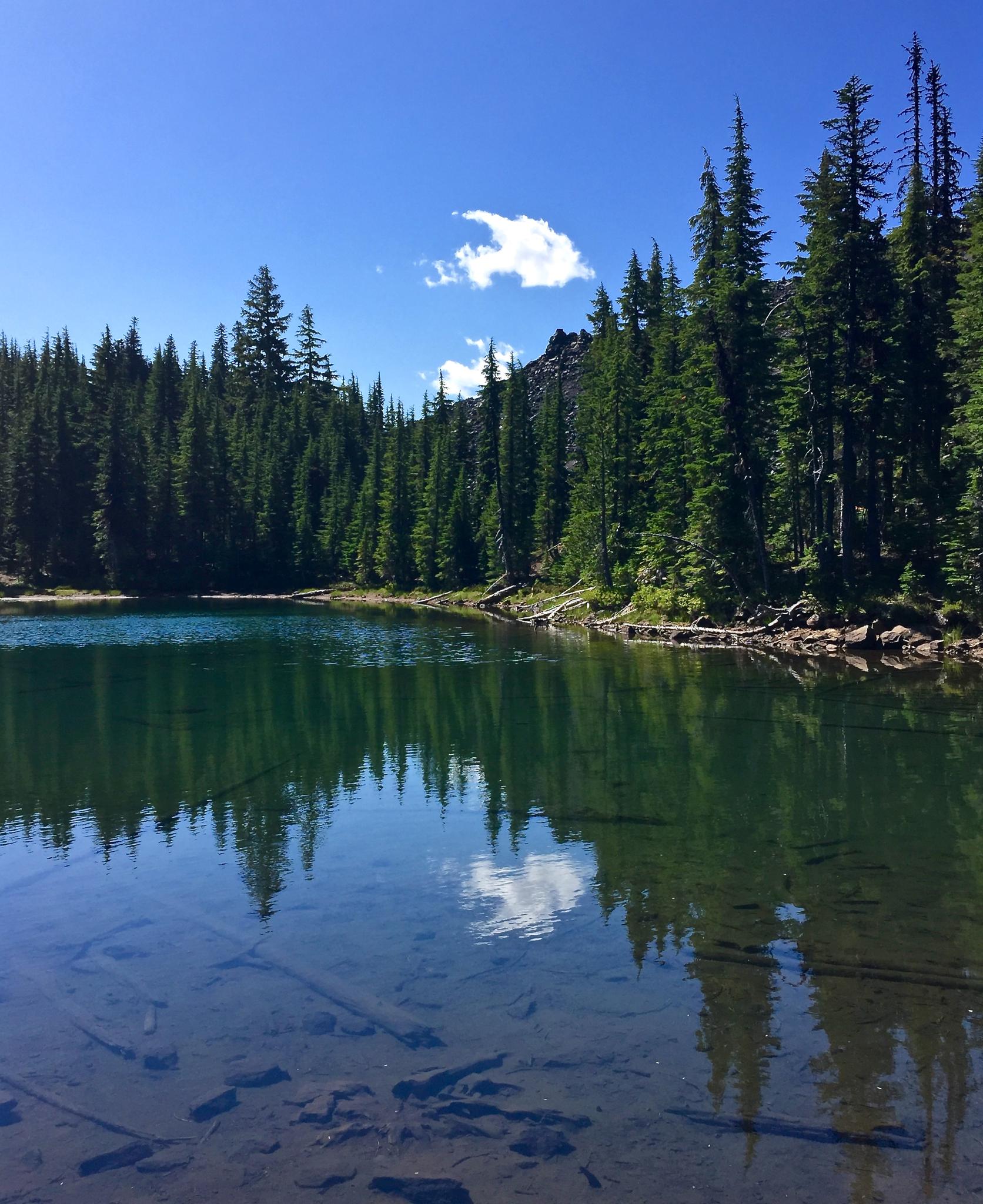 Clear lake water reflects a dense evergreen forest and a bright blue sky.