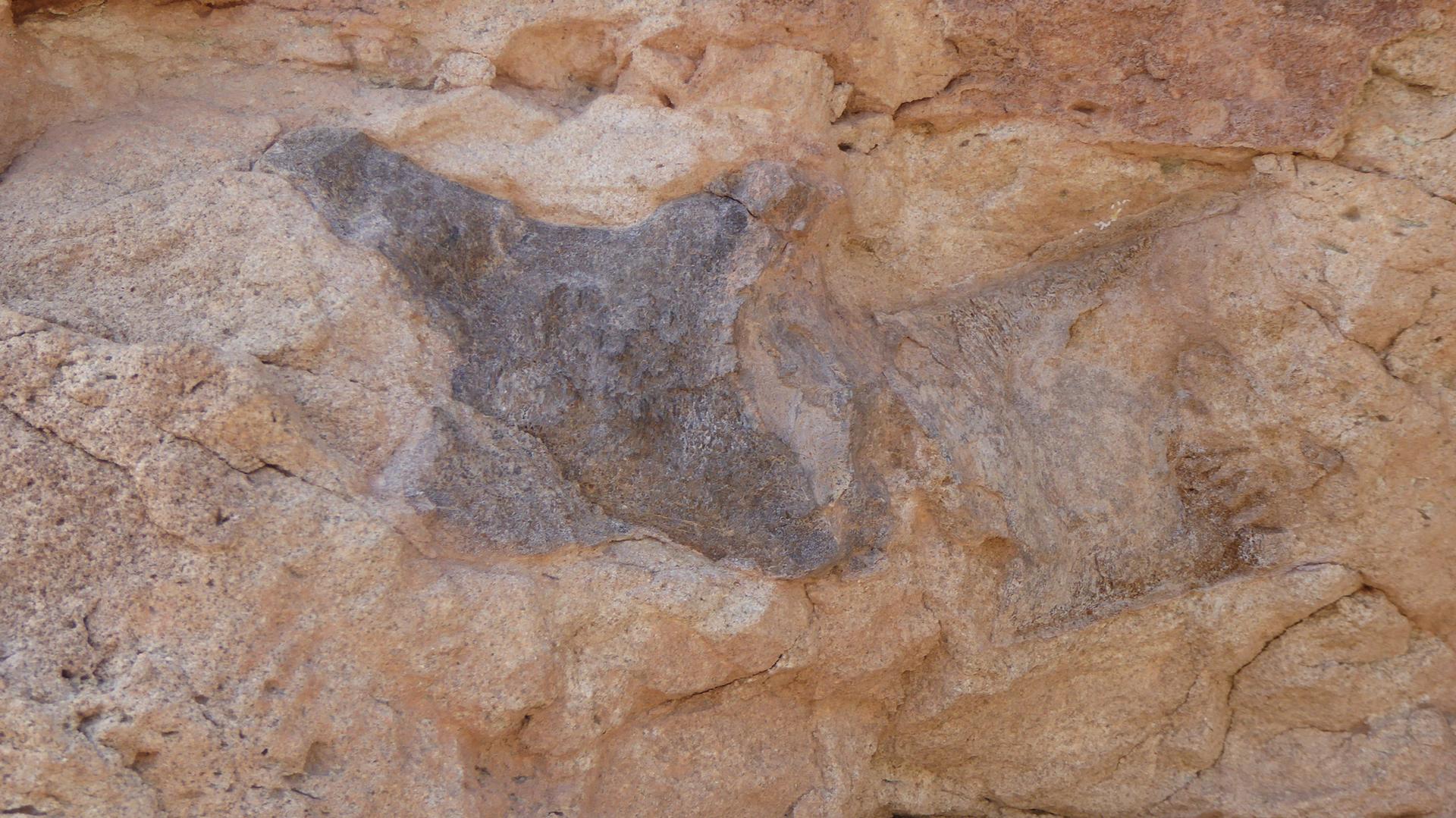 Ancient petroglyph of an animal carved into a light brown rock face.
