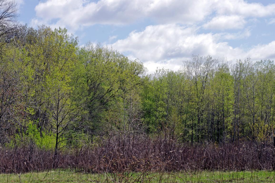 A forest edge with bright green new leaves under a partly cloudy sky.