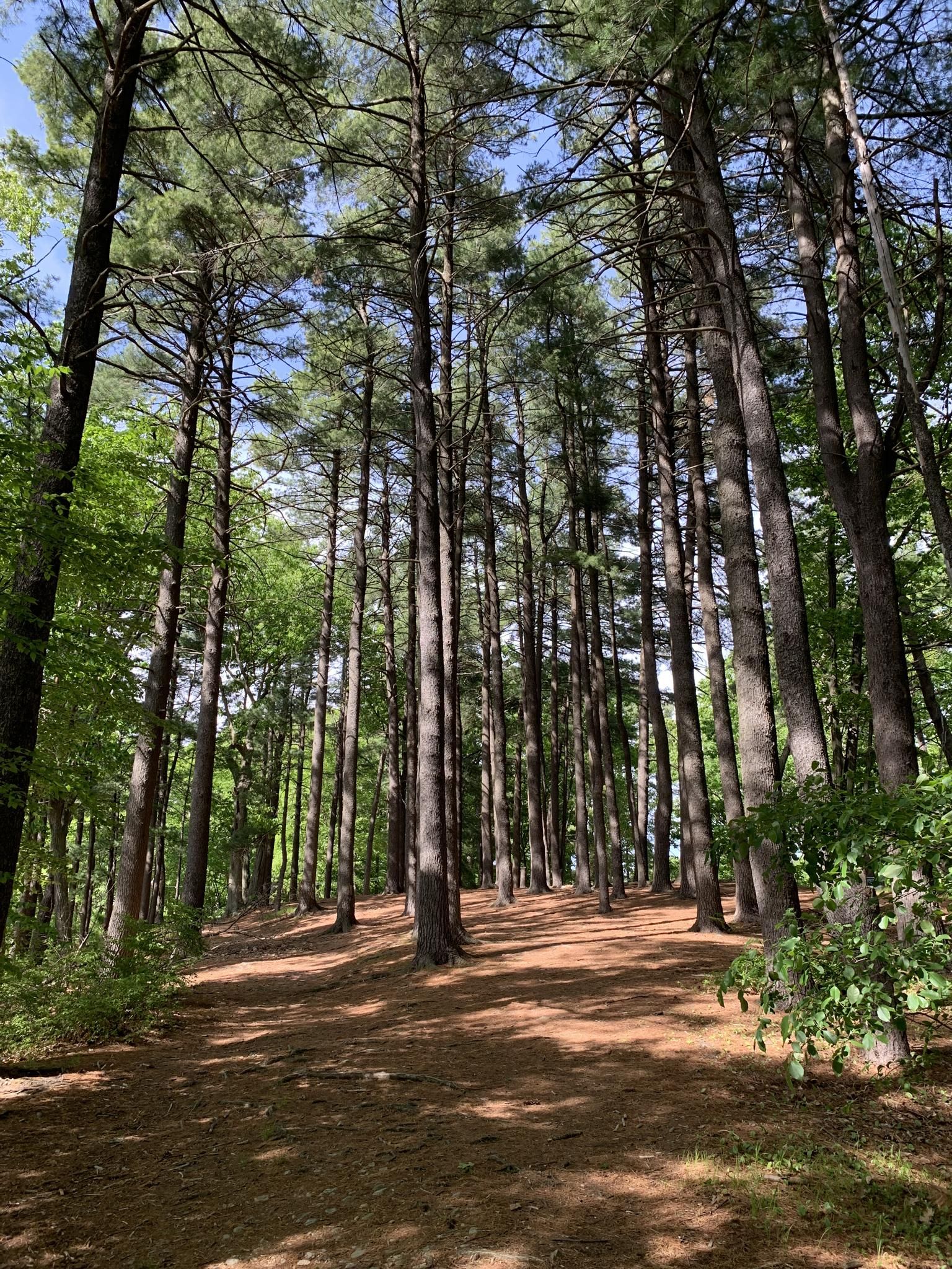 Tall pine trees line a sunlit forest path covered in needles. - Auburndale Park and Forest Grove loop