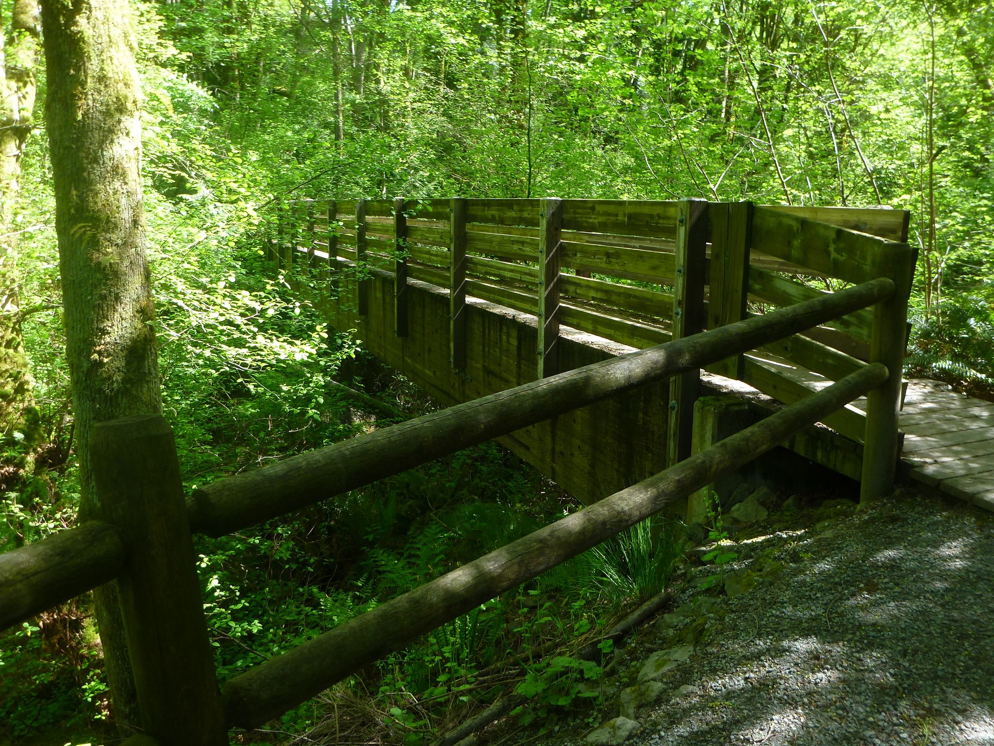A sturdy wooden bridge and fence in a sunlit, dense green forest. - Dead Horse Canyon Trail