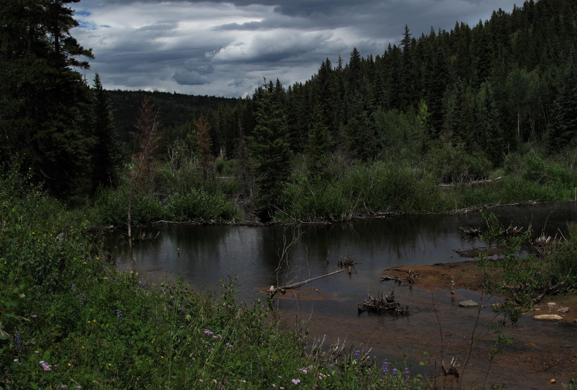 Moody forest landscape with a dark pond and heavy, cloudy sky.