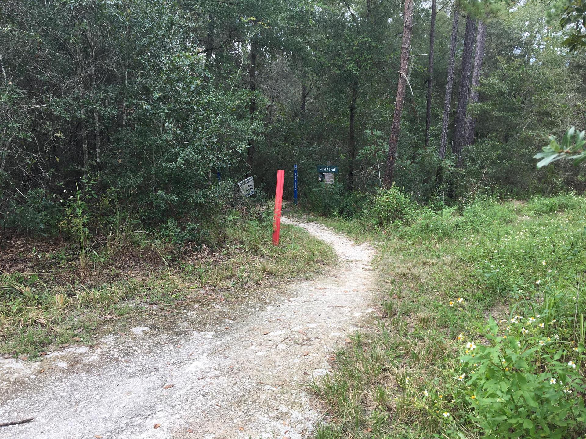 A dirt path leads into a dense, green forest on an overcast day.