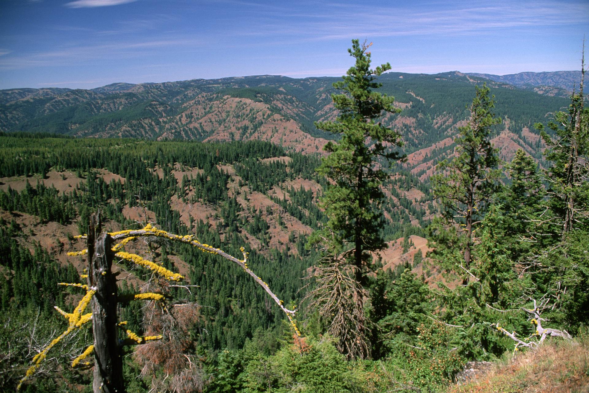Sunny view of rolling forested mountains, with a lichen-covered dead tree.