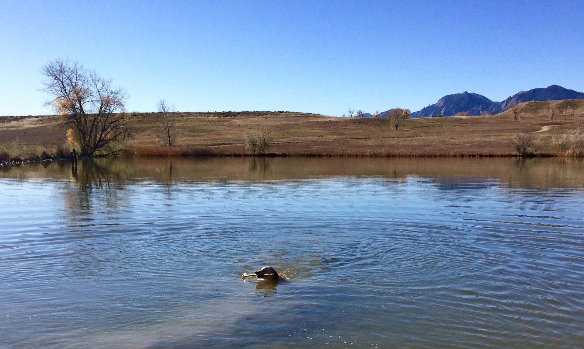 A dog swims in a sunny lake, carrying an object, with hills and mountains beyond.