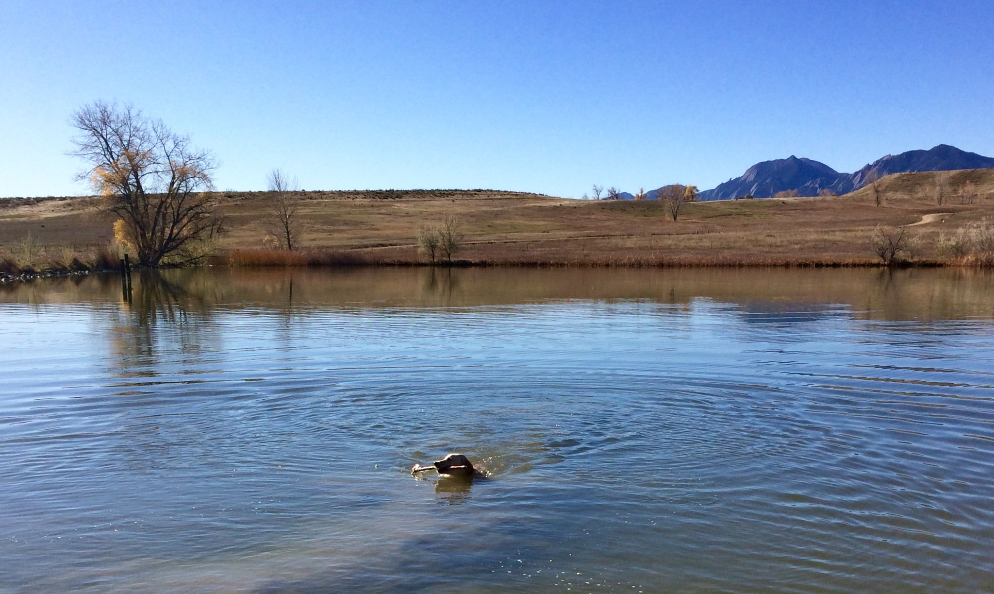 A dog swims in a sunny lake, carrying an object, with hills and mountains beyond. - Boulder Valley Ranch Pond – Boulder Valley Ranch loop from Boulder Open Space and Mountain Parks