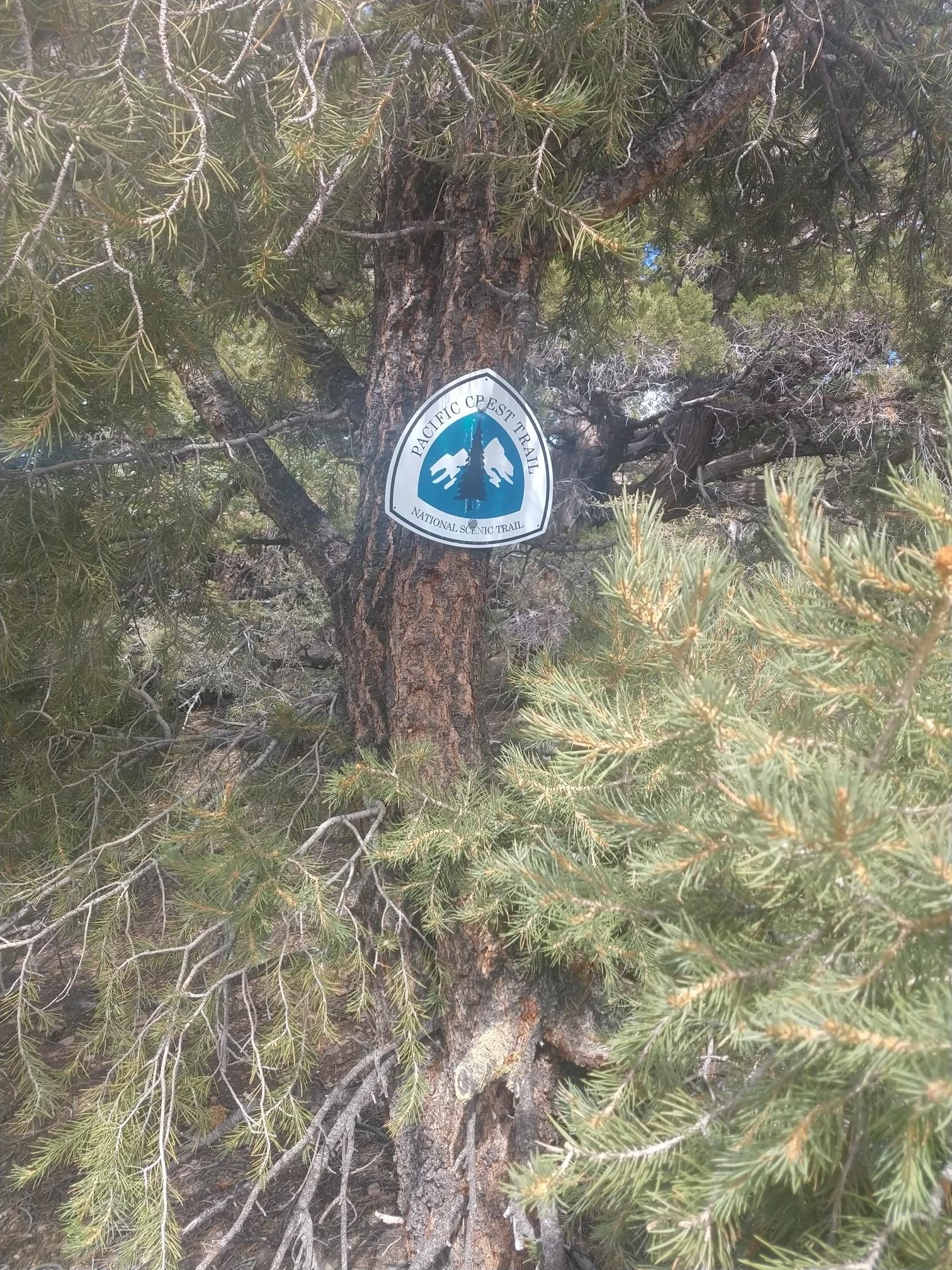 A trail marker sign is attached to a tree trunk amidst green pine needles. - Arrastre Creek Trail