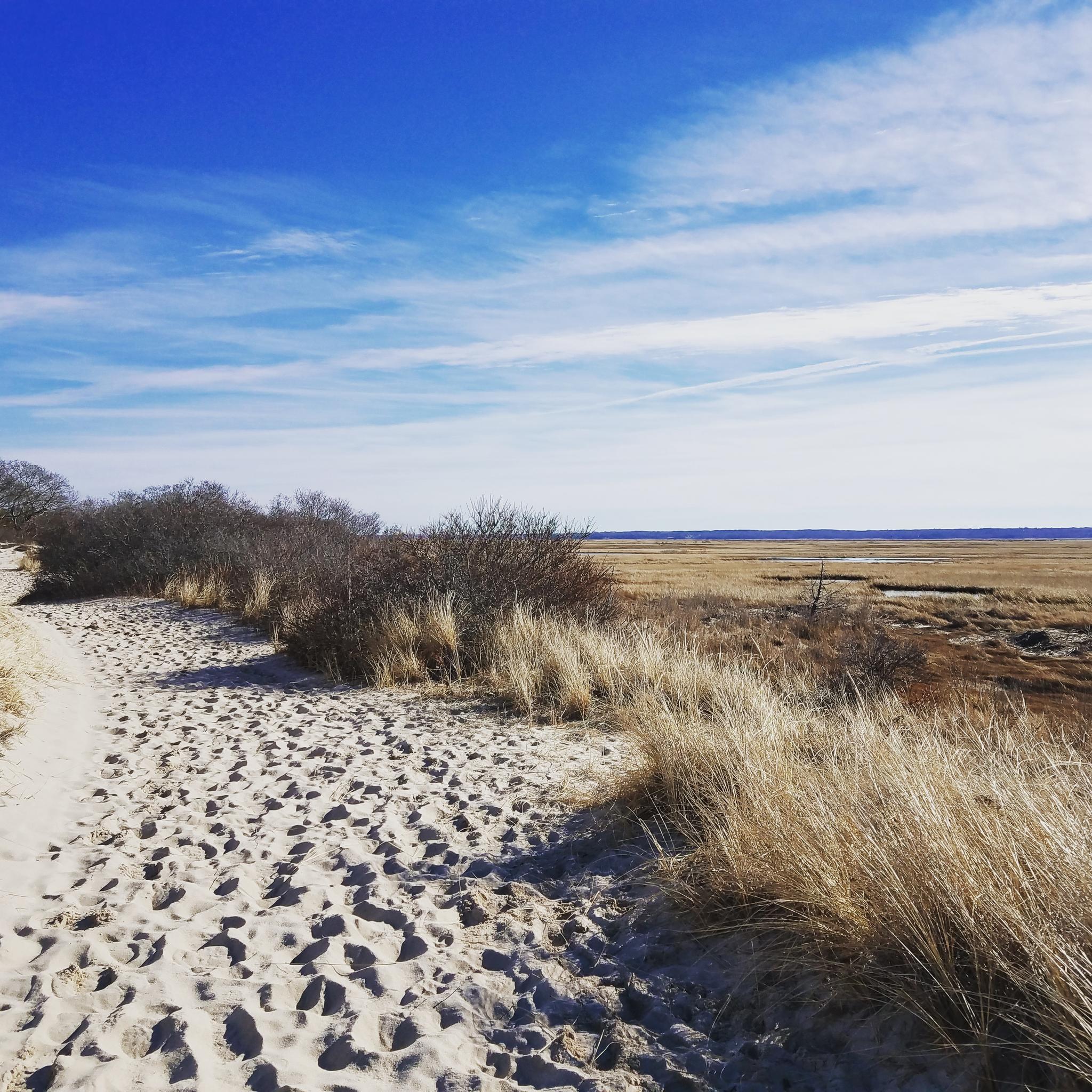 A sandy path with footprints next to a marsh under a bright blue sky.