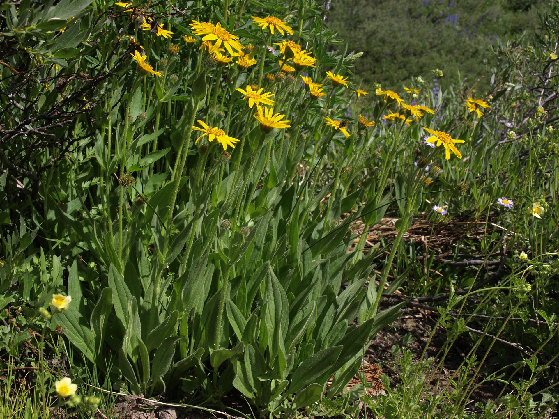 Bright yellow wildflowers blooming among lush green foliage in natural light.