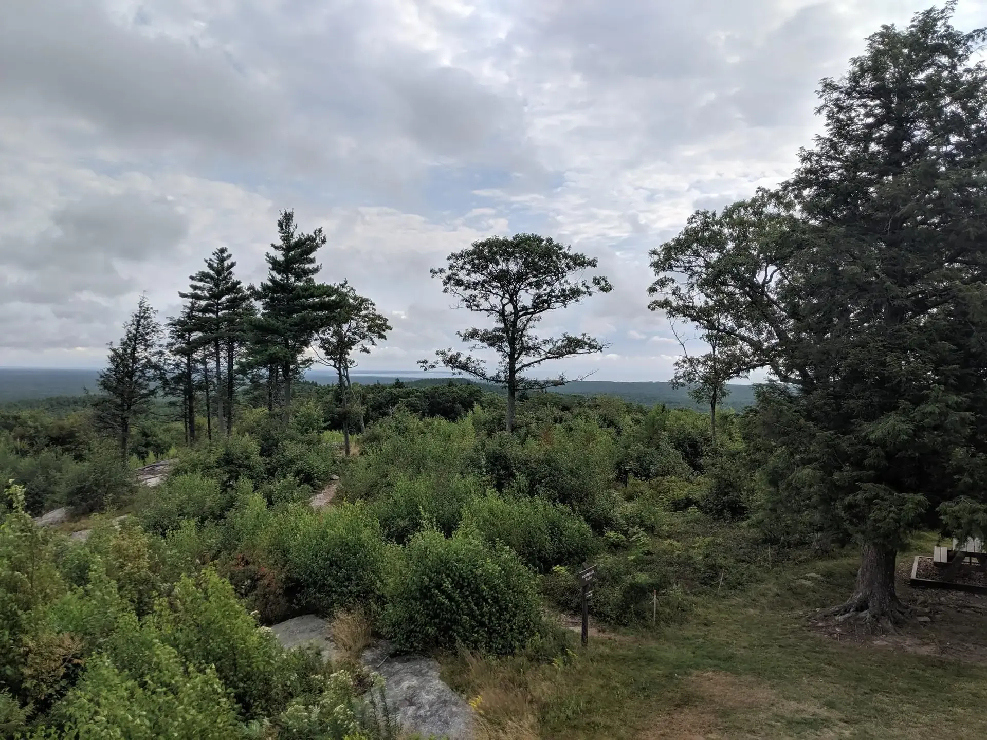 A vast green forest under an overcast sky, with a picnic table.