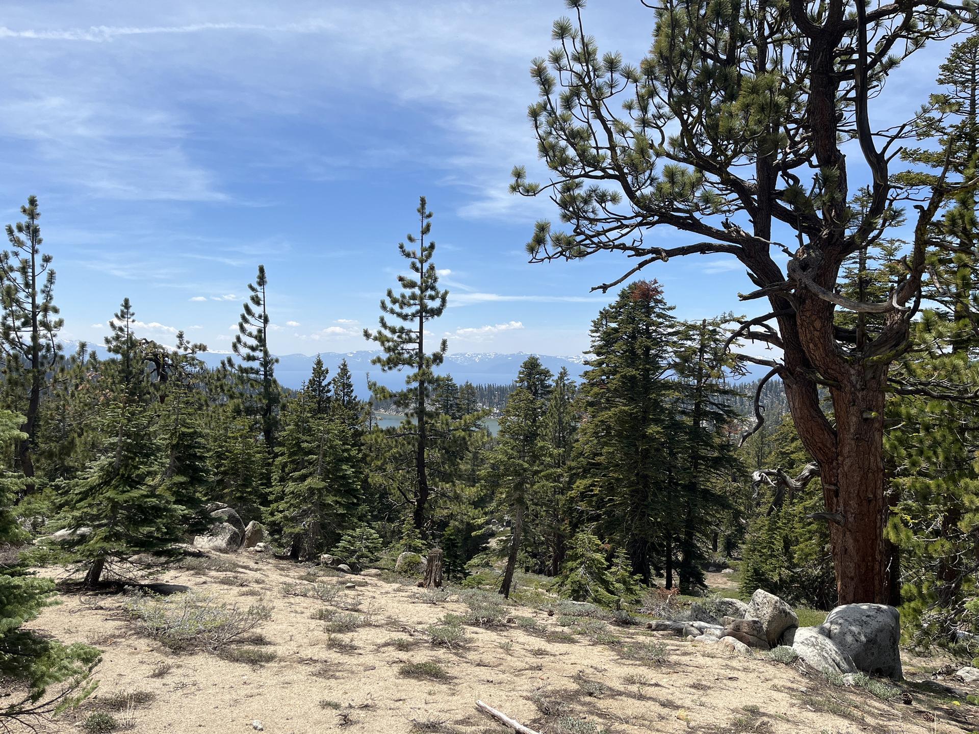 Sunny view of a pine forest on sandy ground with distant mountains.