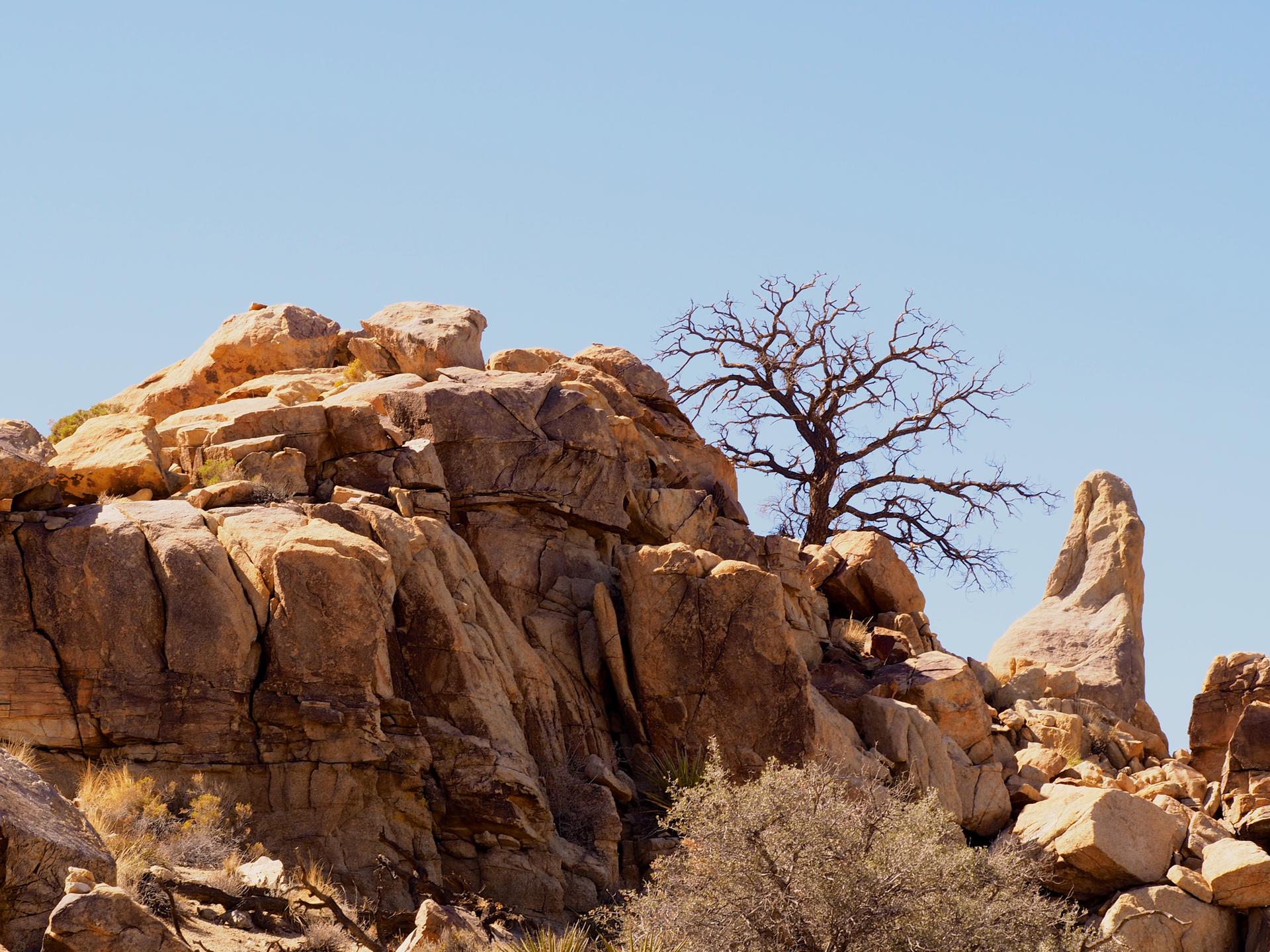 Bare tree on a rocky desert outcrop under a clear blue sky.