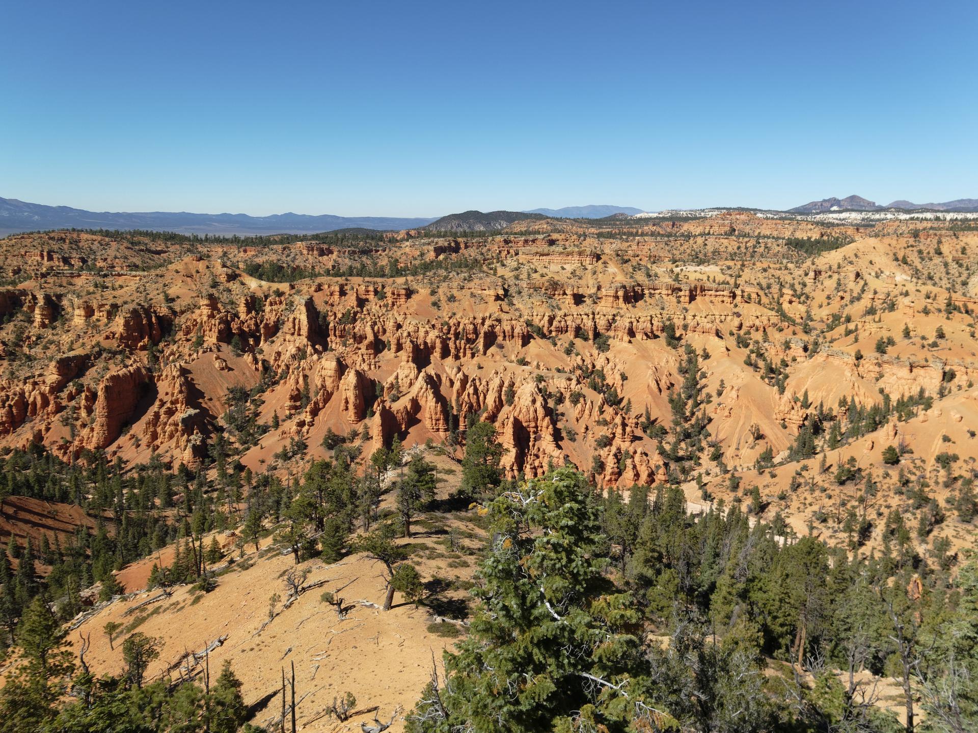 Vast red rock canyon landscape under a clear blue sky with scattered trees.