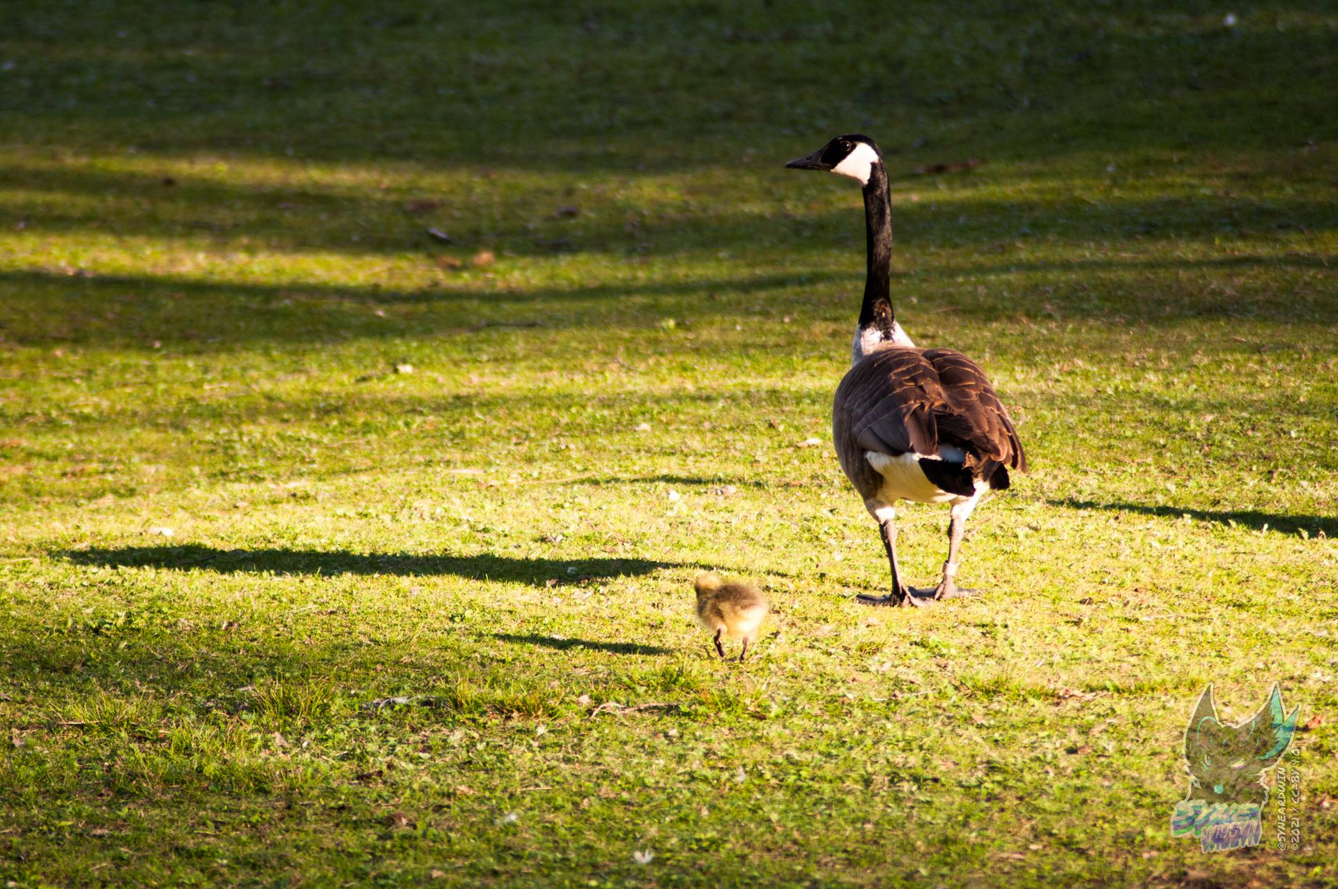 Adult goose and gosling walking on sunlit green grass with shadows.