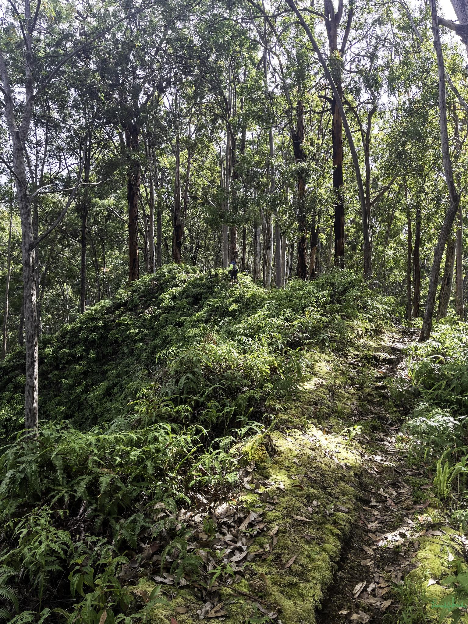 Sunlit forest path winding past a mossy, fern-covered mound.