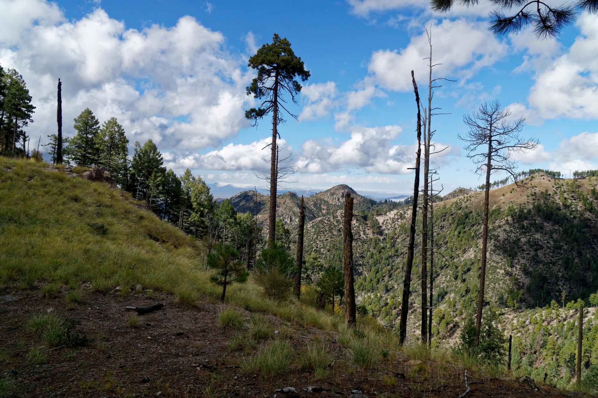 Tall pine trees on a grassy mountain slope under a cloudy sky.