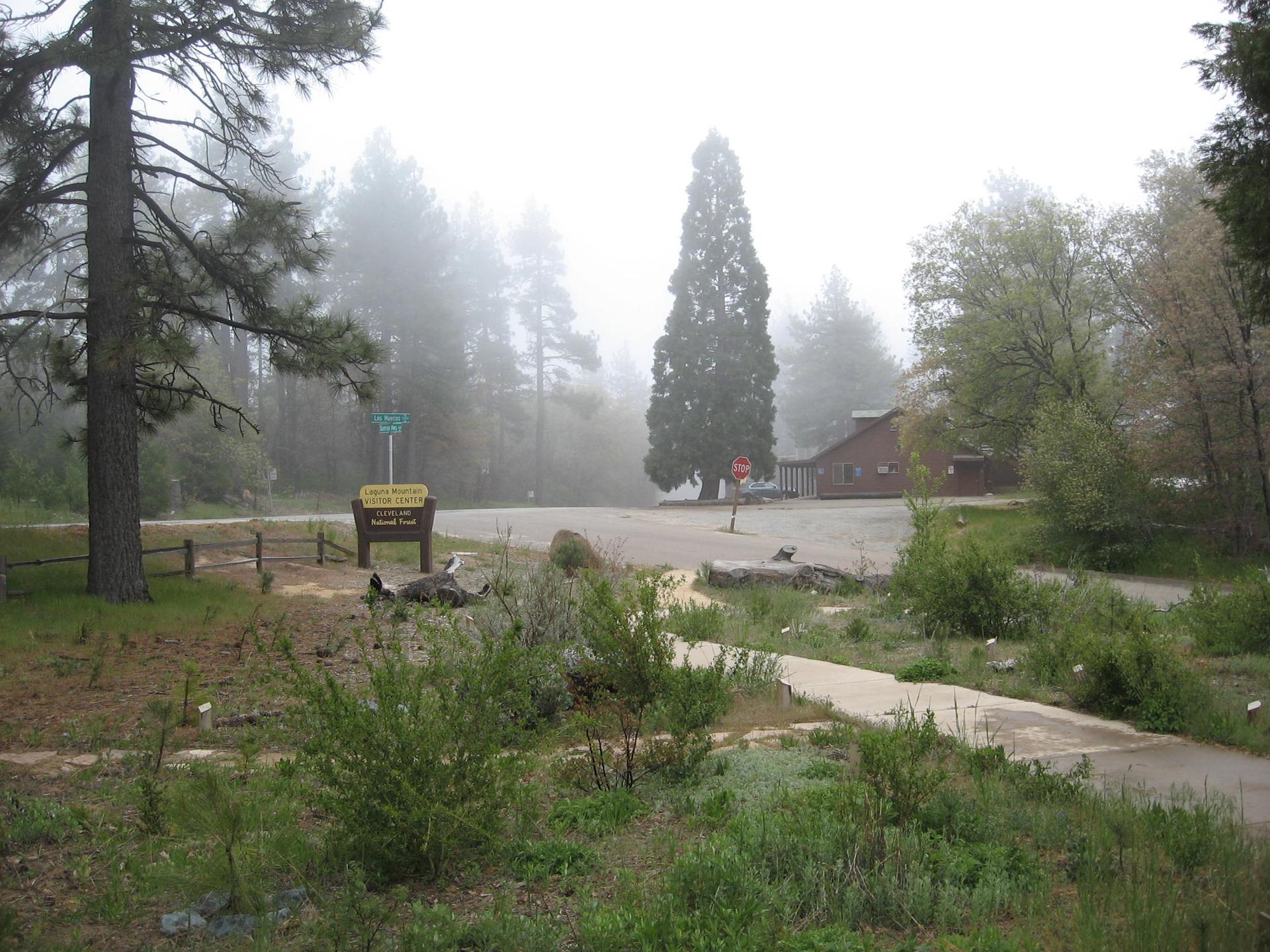 Foggy forest intersection with tall trees, a building, and signs.