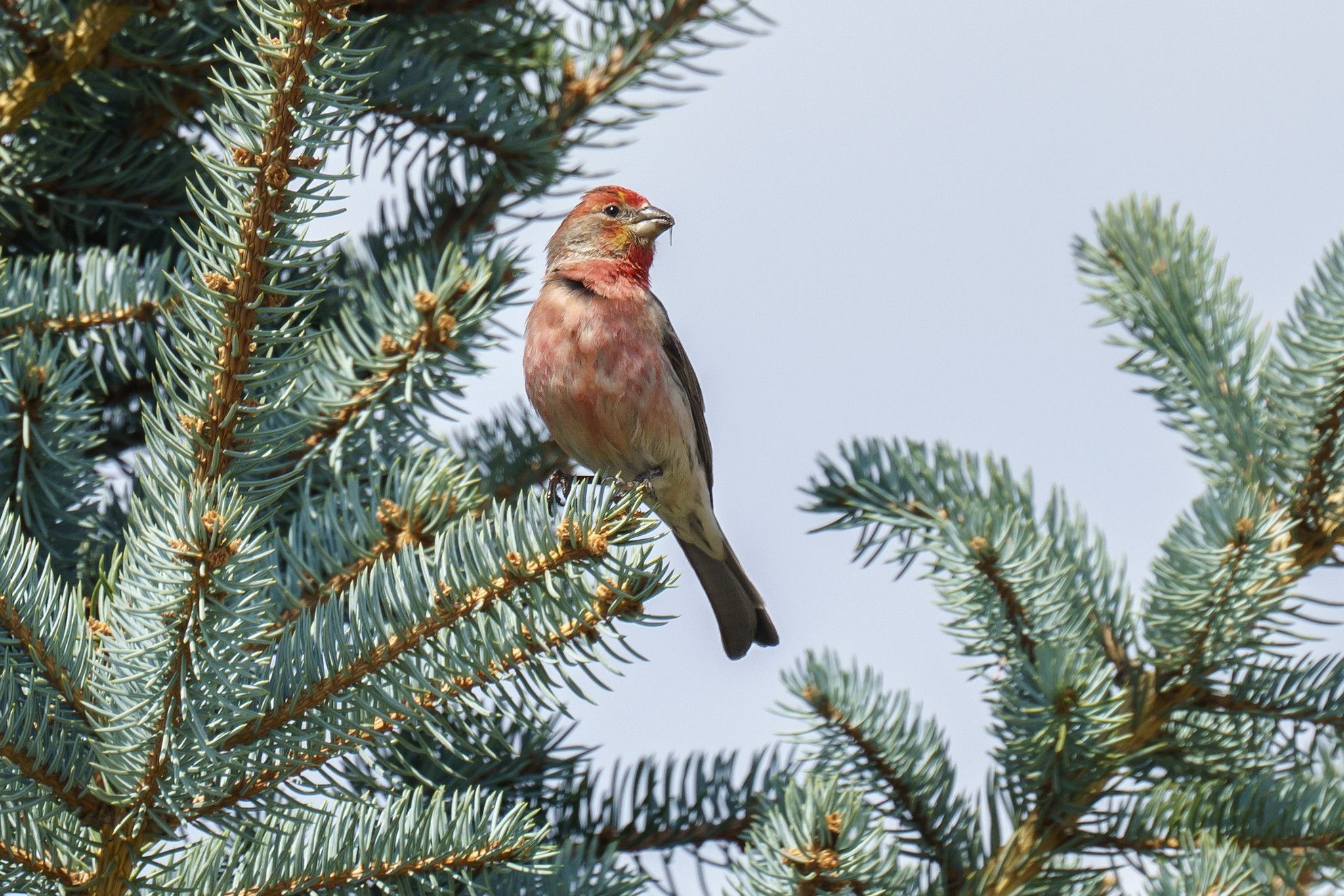 A small, reddish-brown bird perches on a green conifer tree branch. - Spring Creek Trail