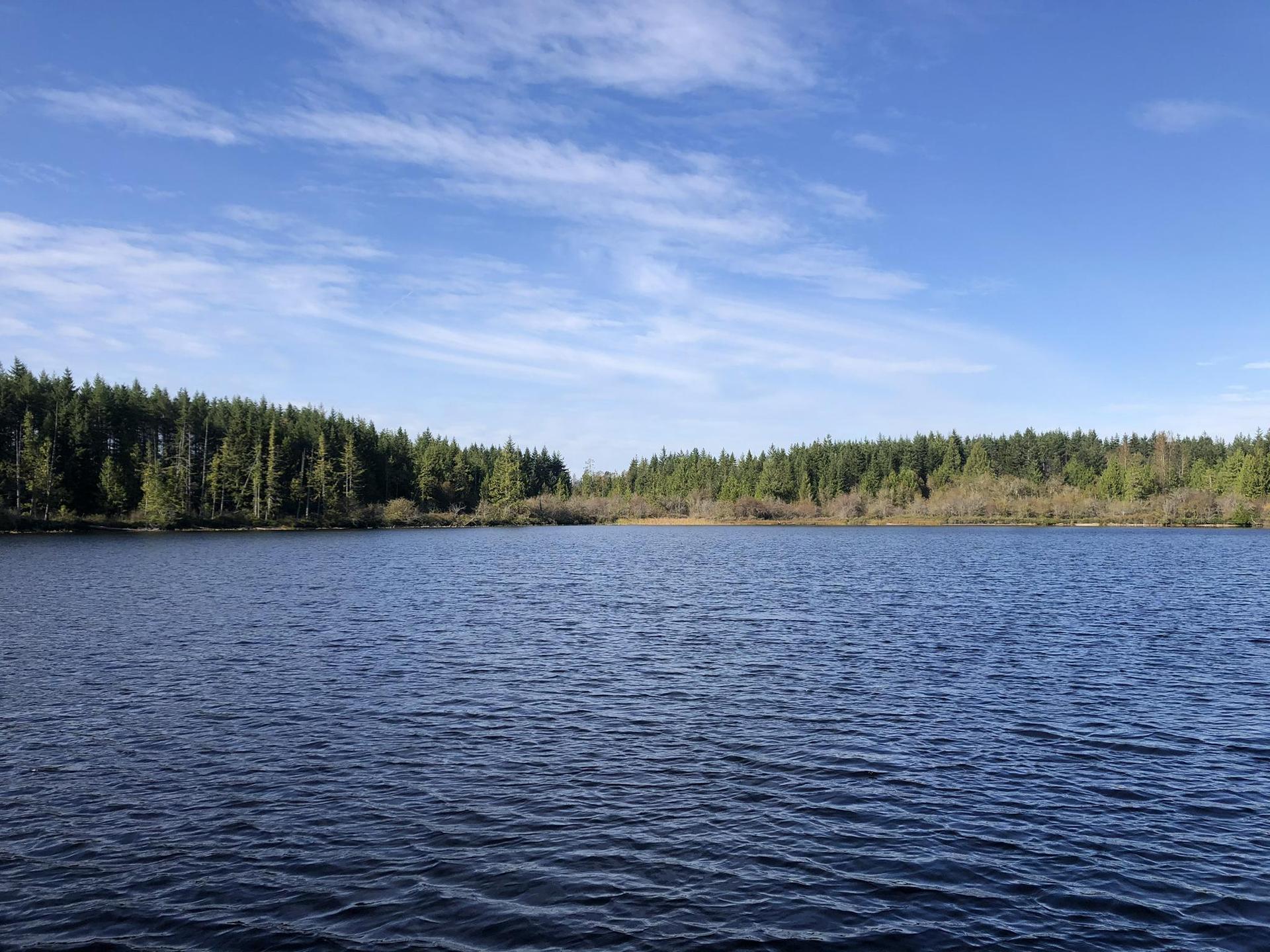 A calm lake bordered by a dense forest under a bright blue sky.