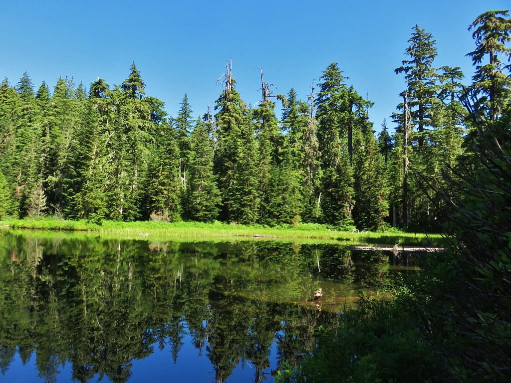 Serene forest lake perfectly reflecting tall evergreen trees under a bright blue sky.