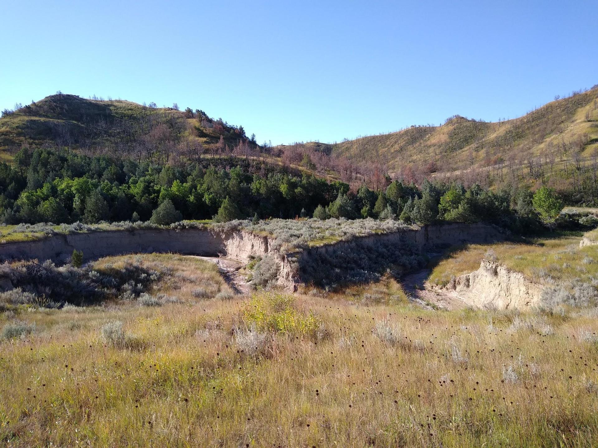 Sunny landscape with rolling hills, green trees, and a dry, eroded gully.