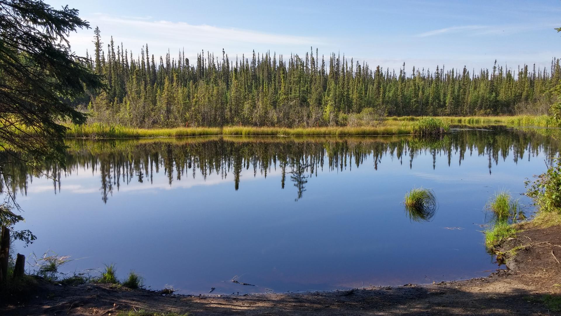 Calm lake reflecting a pine forest under a clear blue sky.