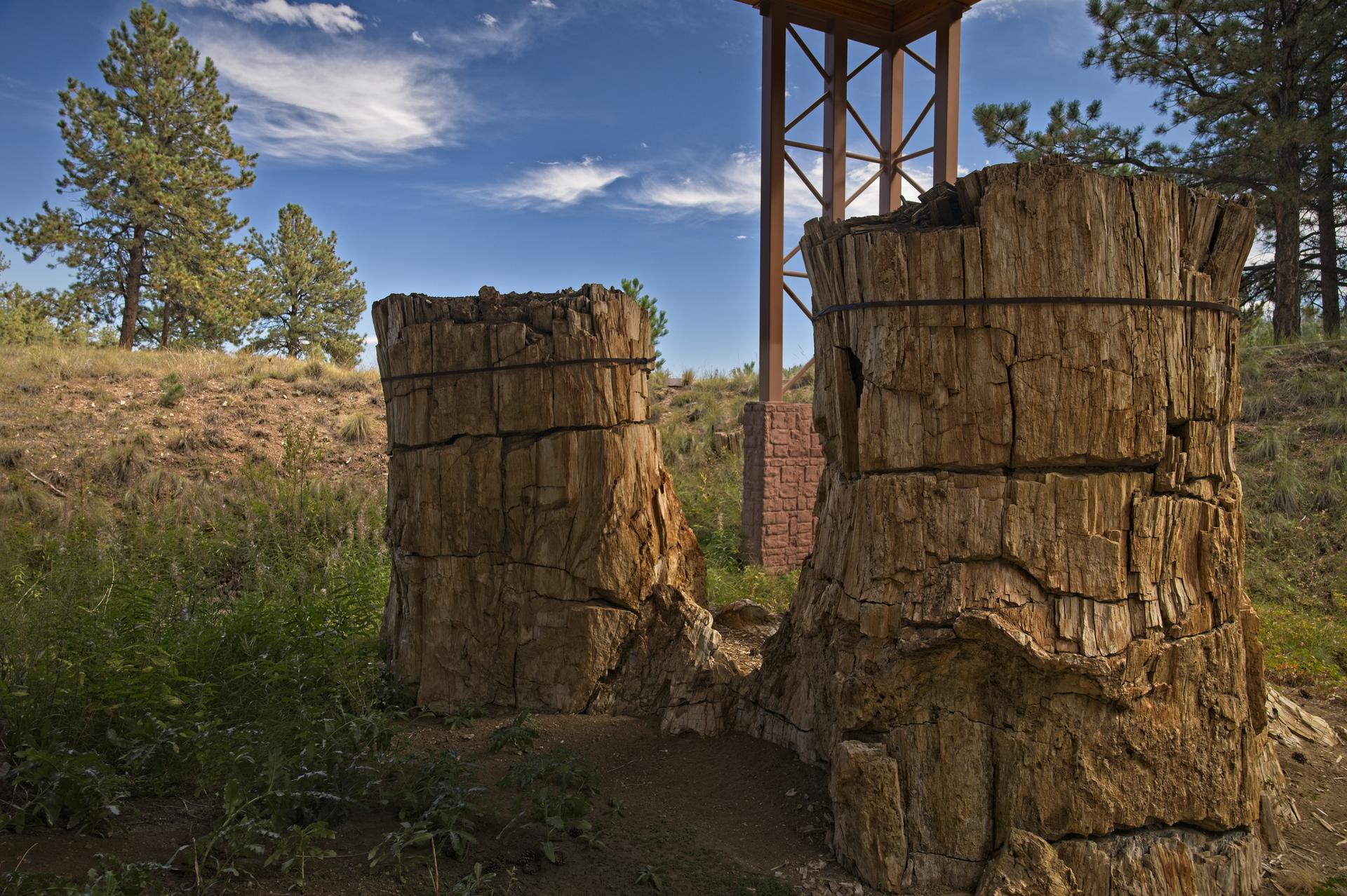 Weathered petrified tree stumps on a grassy hill with pine trees under a blue sky.