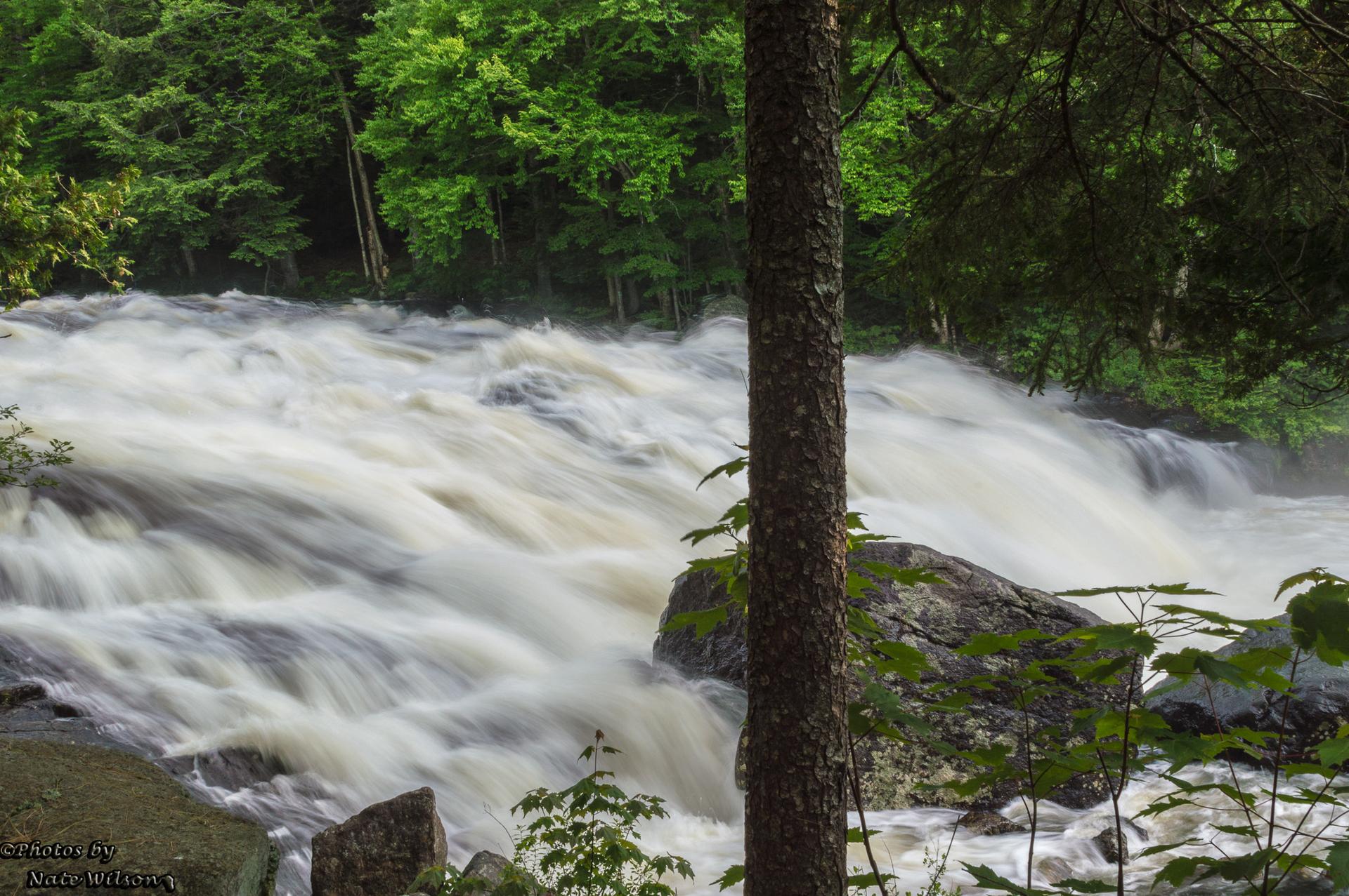 Foamy river rapids cascade past rocks and green trees under soft natural light.