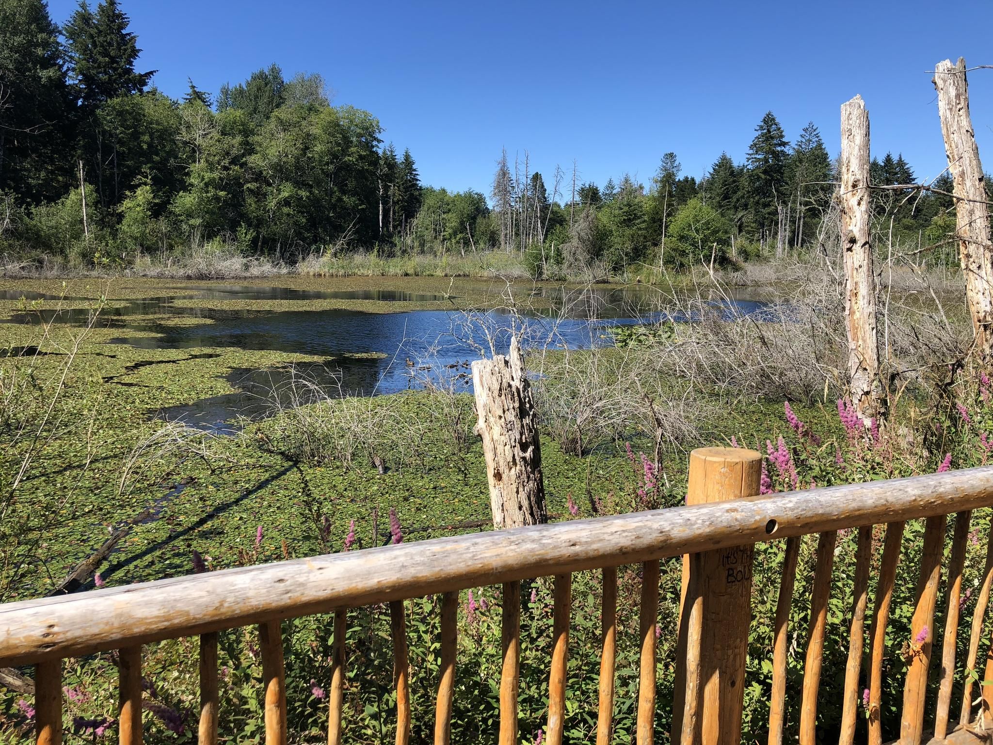 A sunny view of a wetland pond with green plants from a wooden railing. - 188, Grinder, Techmo and Landtrust Loop