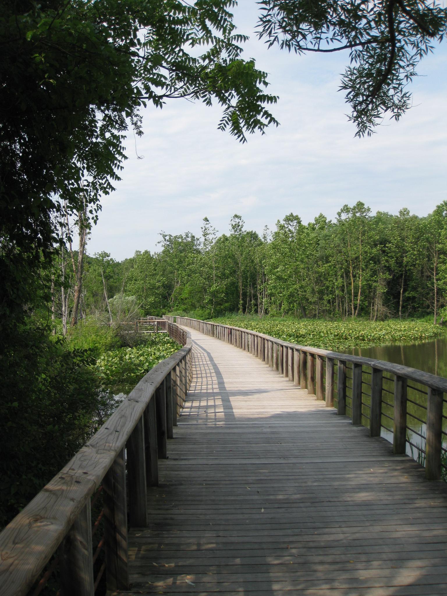 Curving wooden boardwalk through a sunny green wetland with trees and water.
