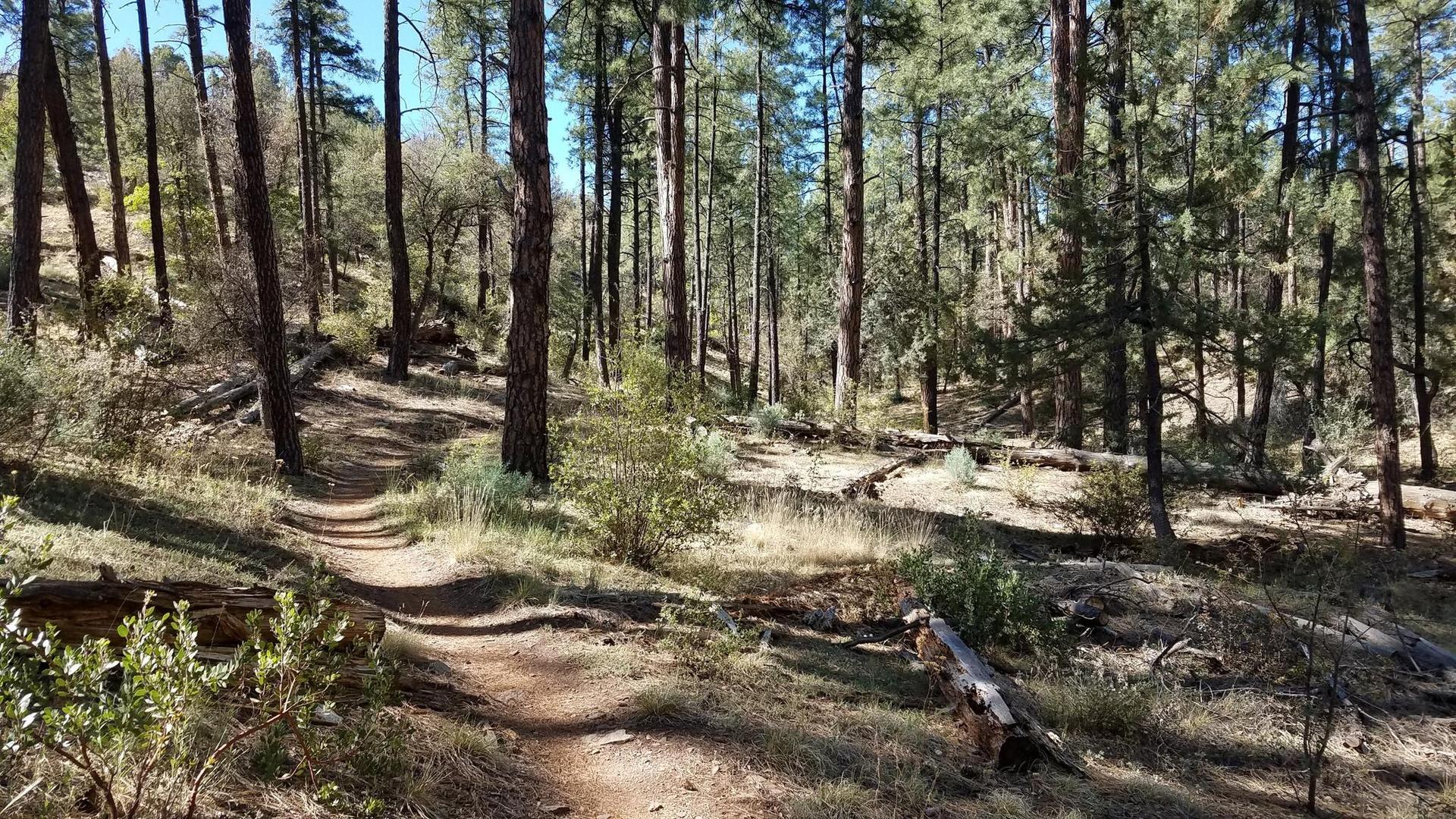 A sunlit dirt trail winds through a dense pine forest.