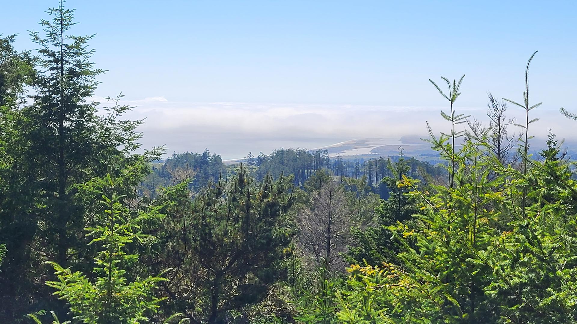 Panoramic view of a misty valley and distant ocean from a forested hilltop.