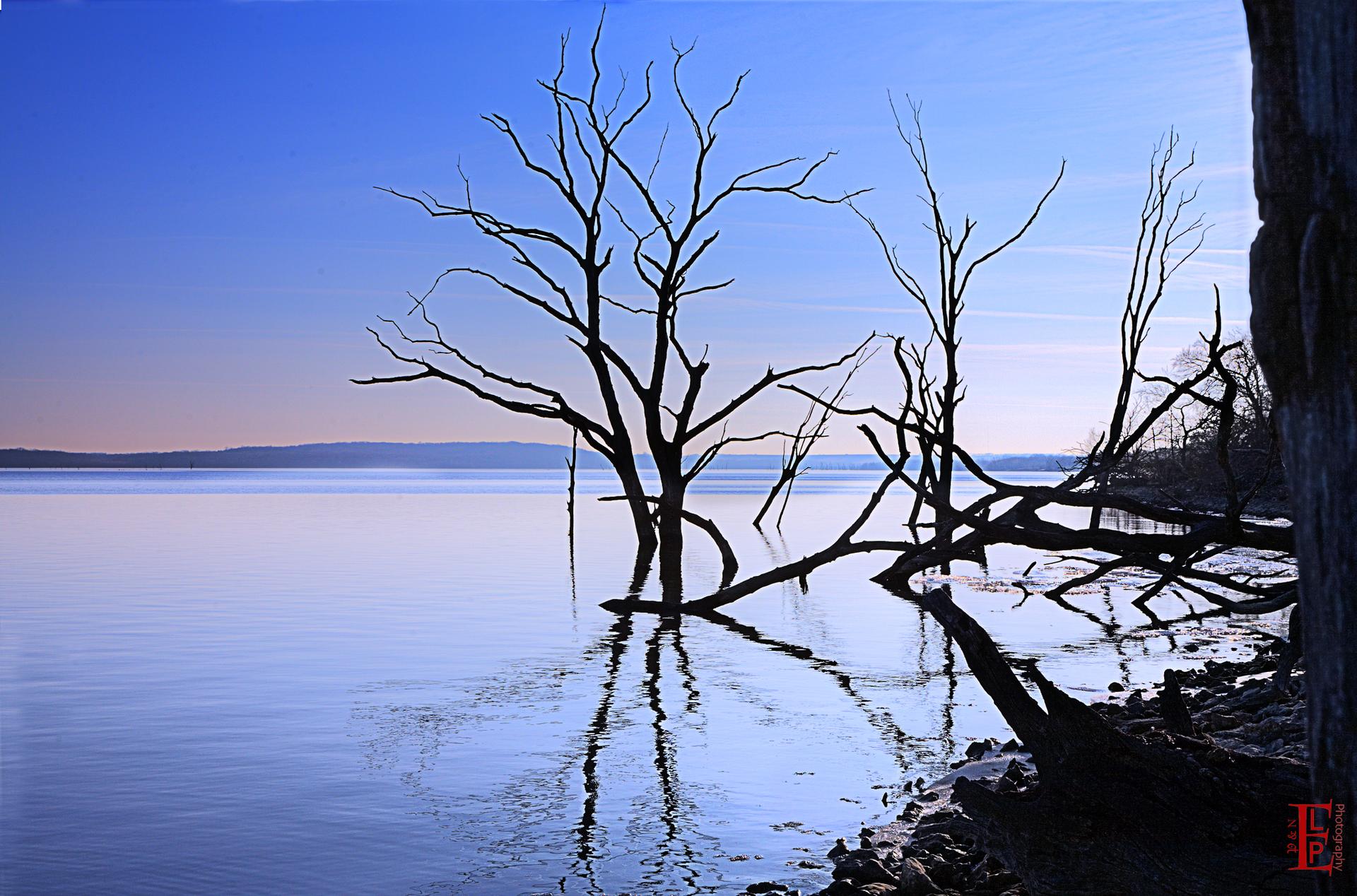 Silhouetted bare trees stand in calm water under a clear, soft-lit sky.