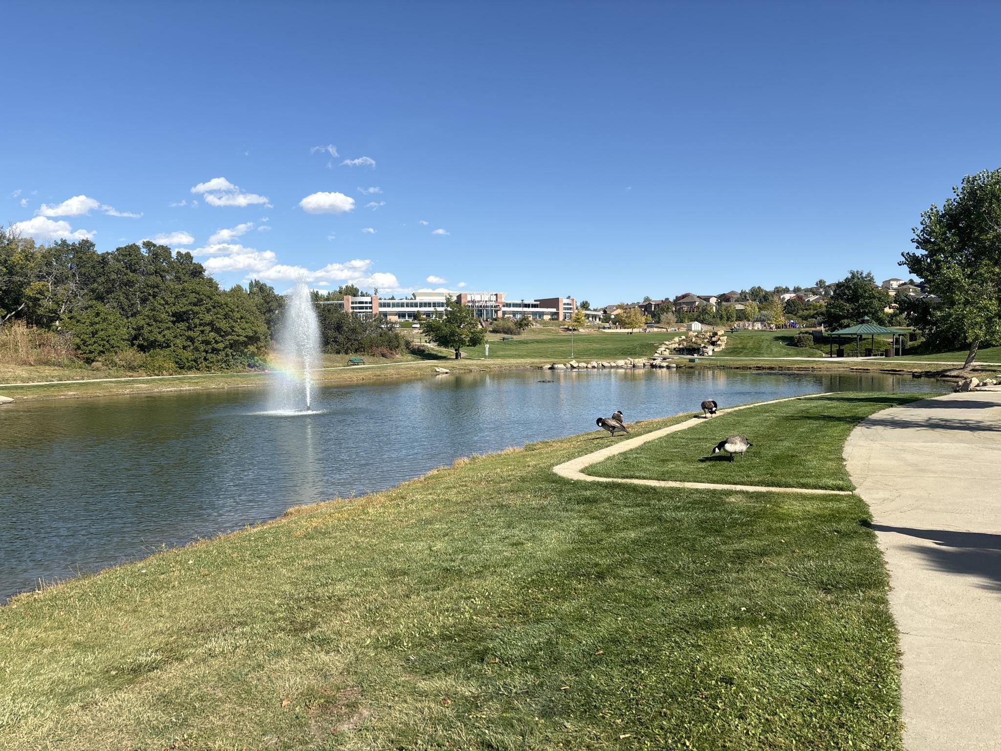 Sunny pond with a fountain, green grass, and geese, with distant buildings.