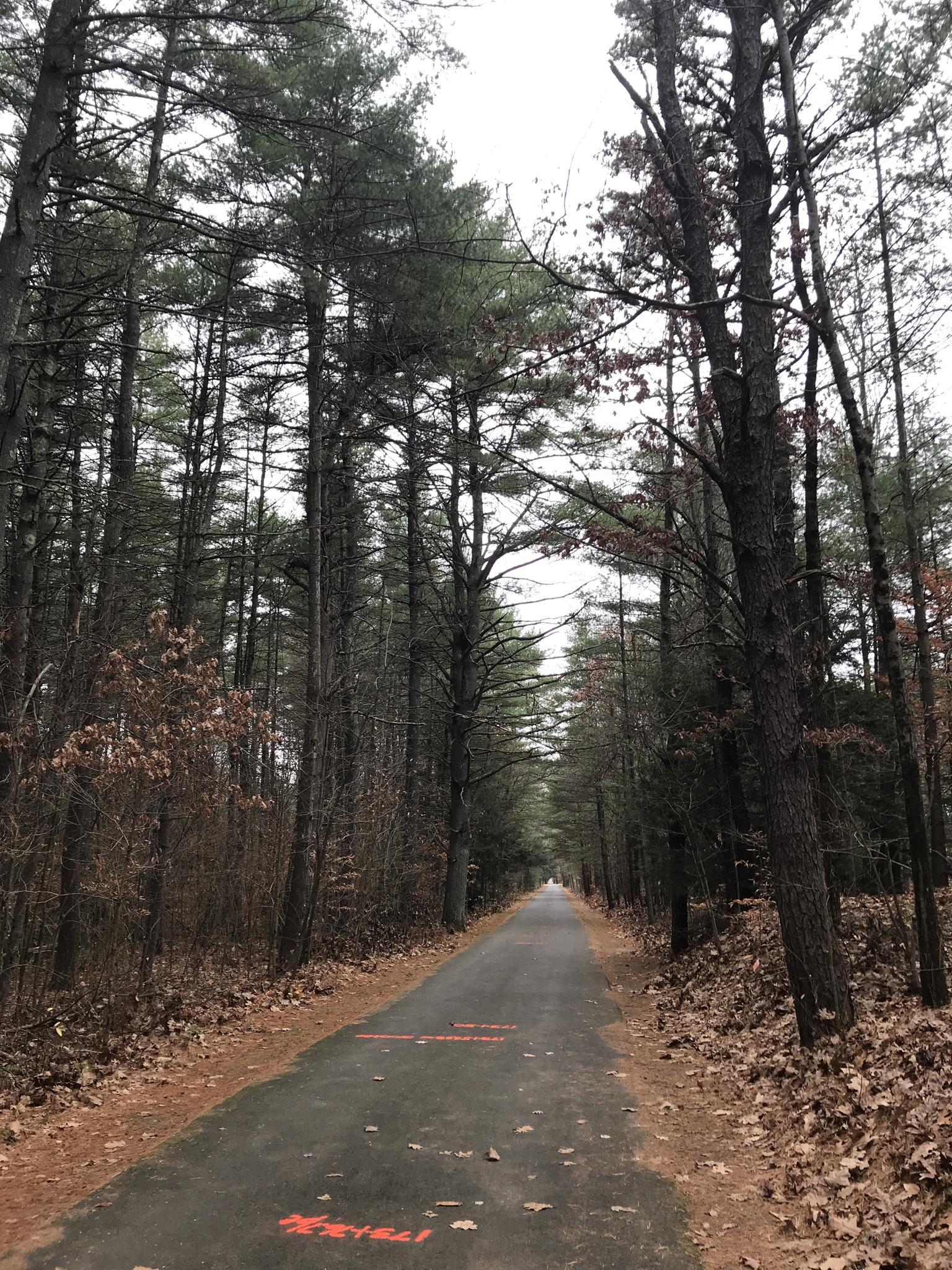 Paved path through a dense, tall forest on an overcast day.