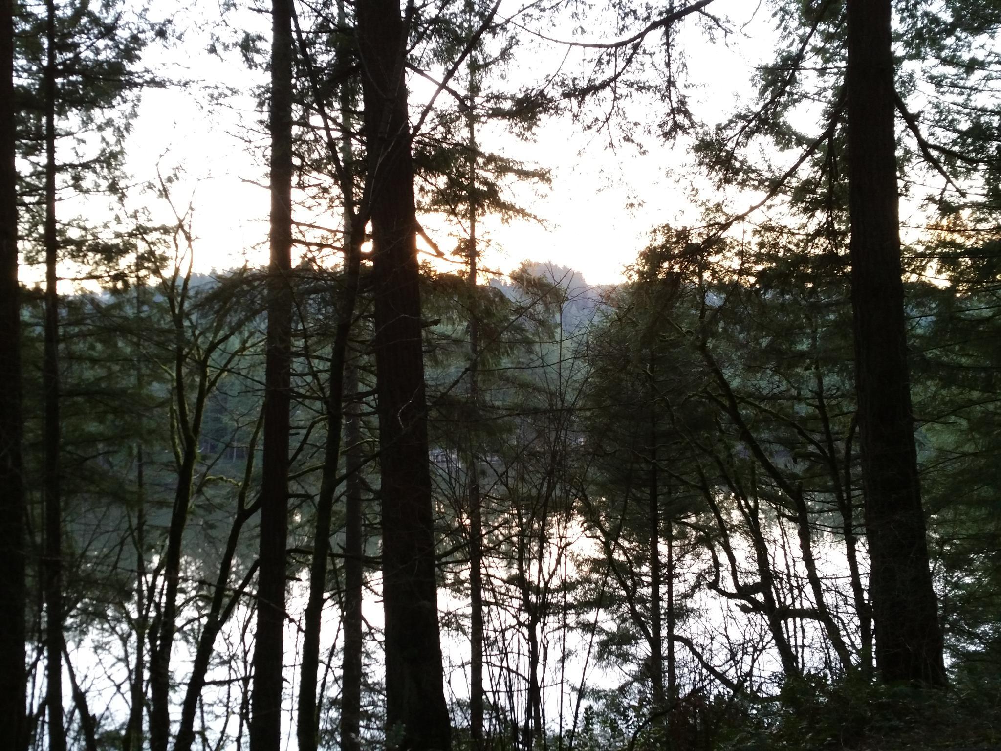 Silhouetted trees frame a bright sky and distant water at sunset or sunrise.