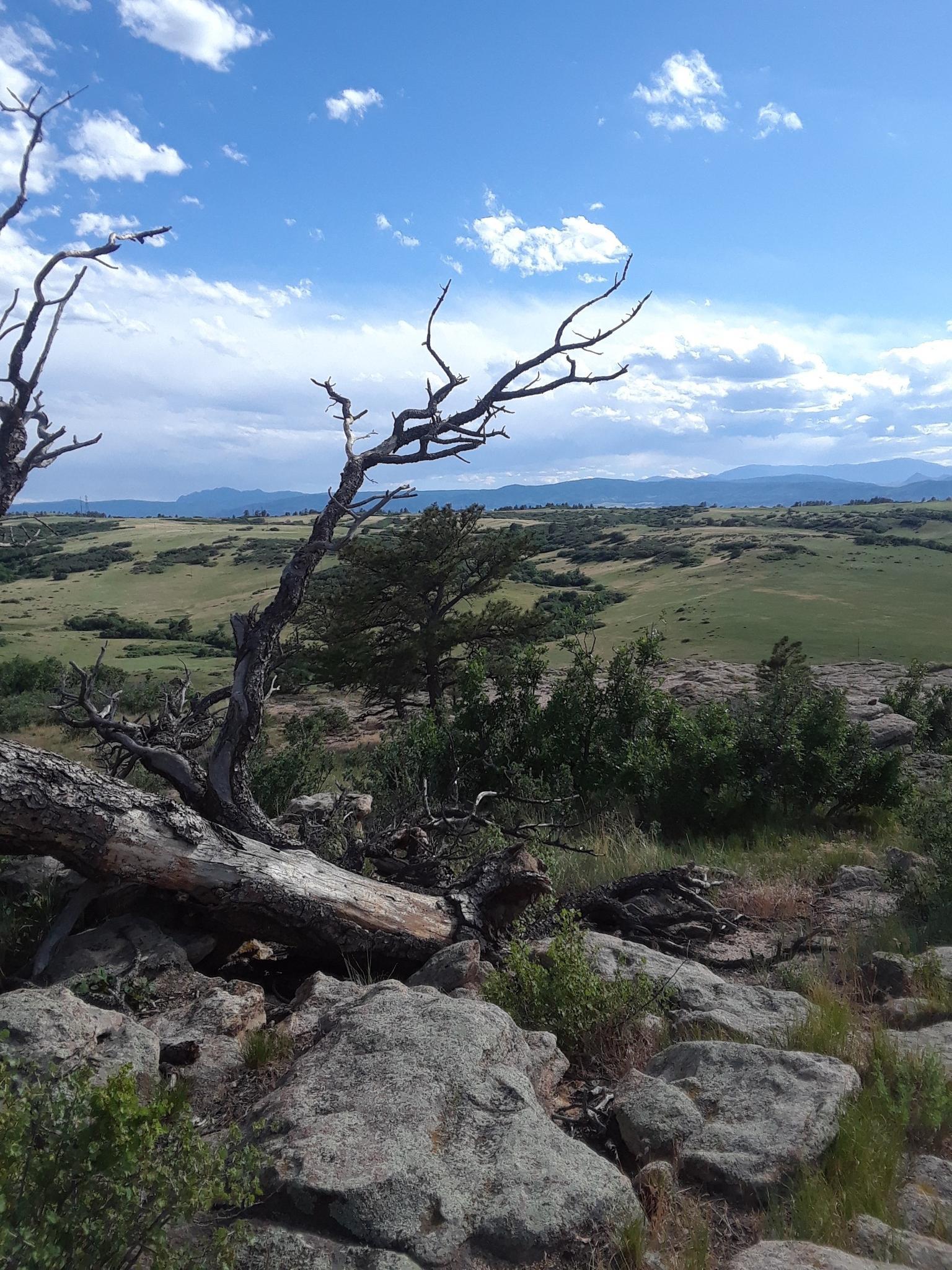 Barren trees and rocks overlook green hills under a bright, cloudy sky.