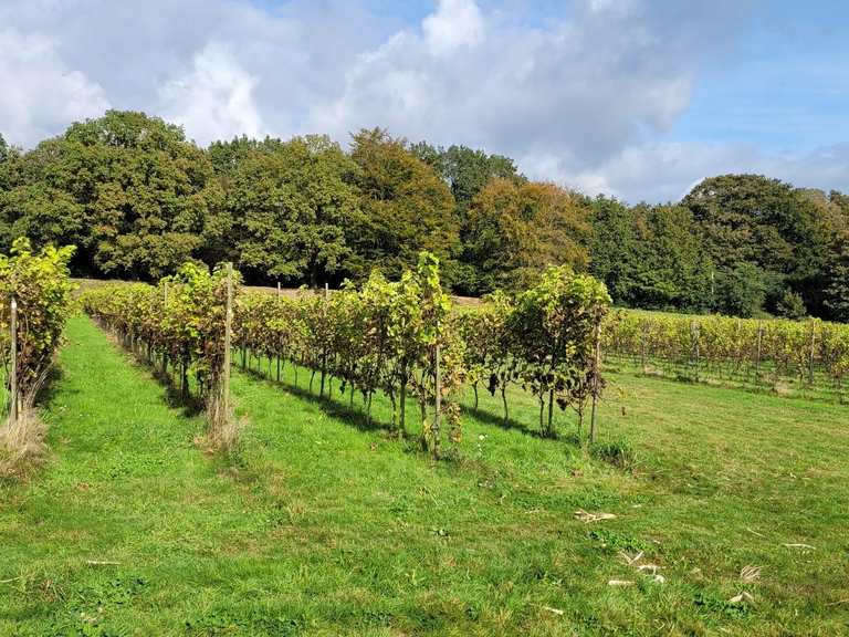 Stijlvol wijnen op het landgoed – 20x proosten in Gelderland ...