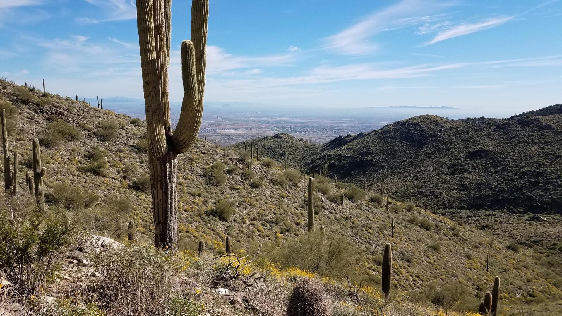 A large saguaro cactus overlooks a vast desert valley and mountains.