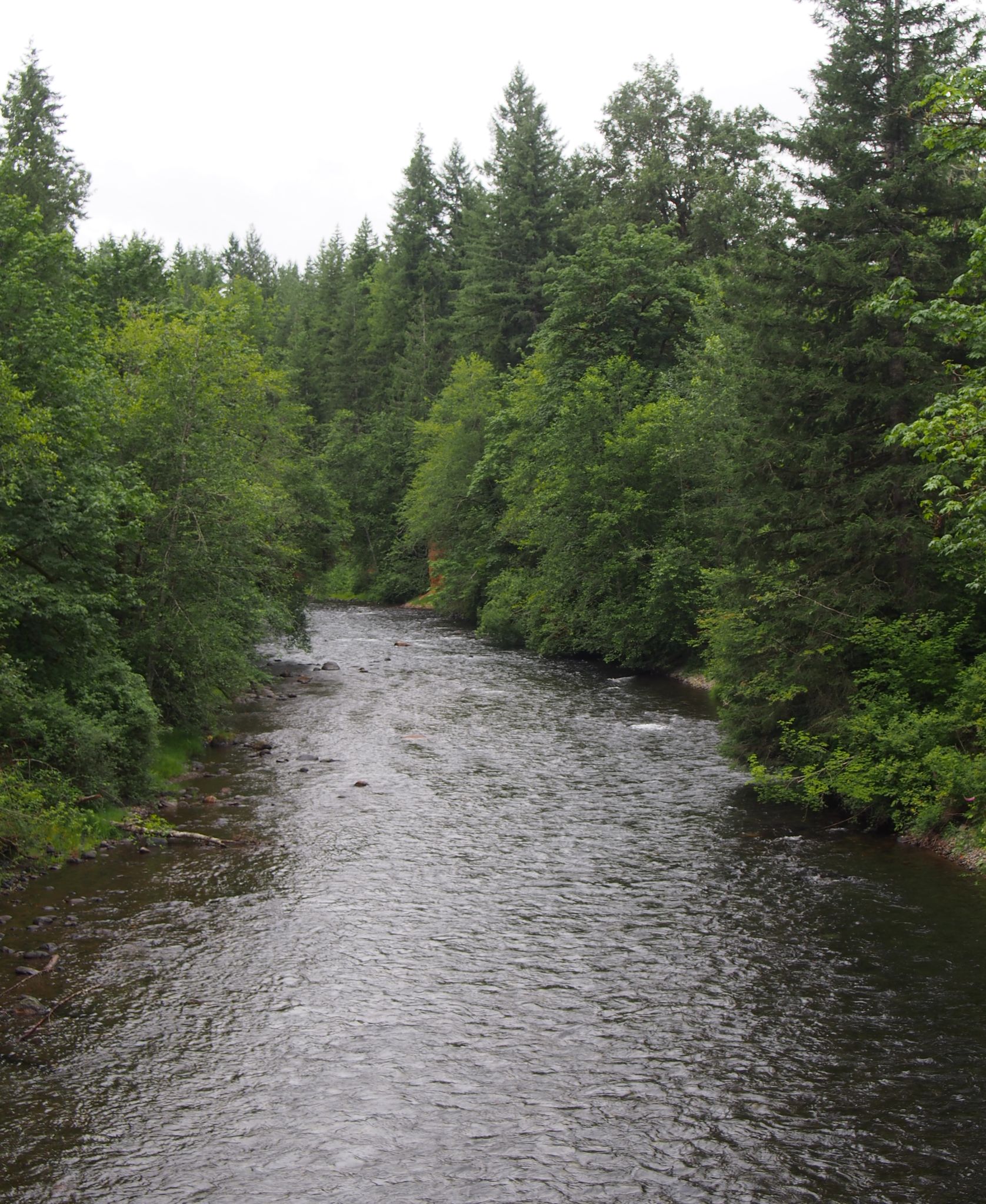 A calm river flows through a dense, green forest on an overcast day. - Cedar River Trail Loop